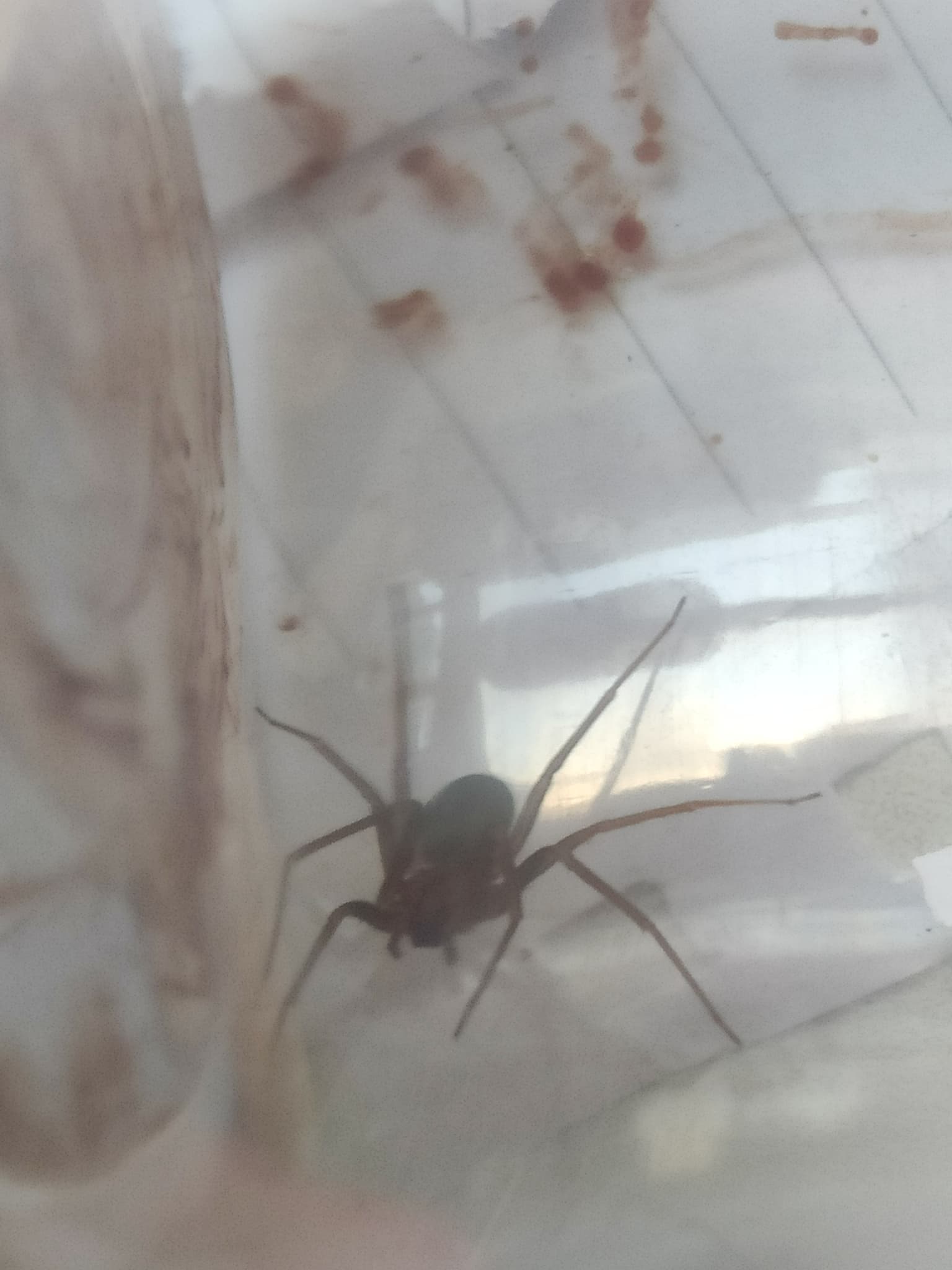 Ragno violino mediterraneo adulto visto dall'alto, corpo color sabbia con una macchia scura a forma di violino sul cefalotorace