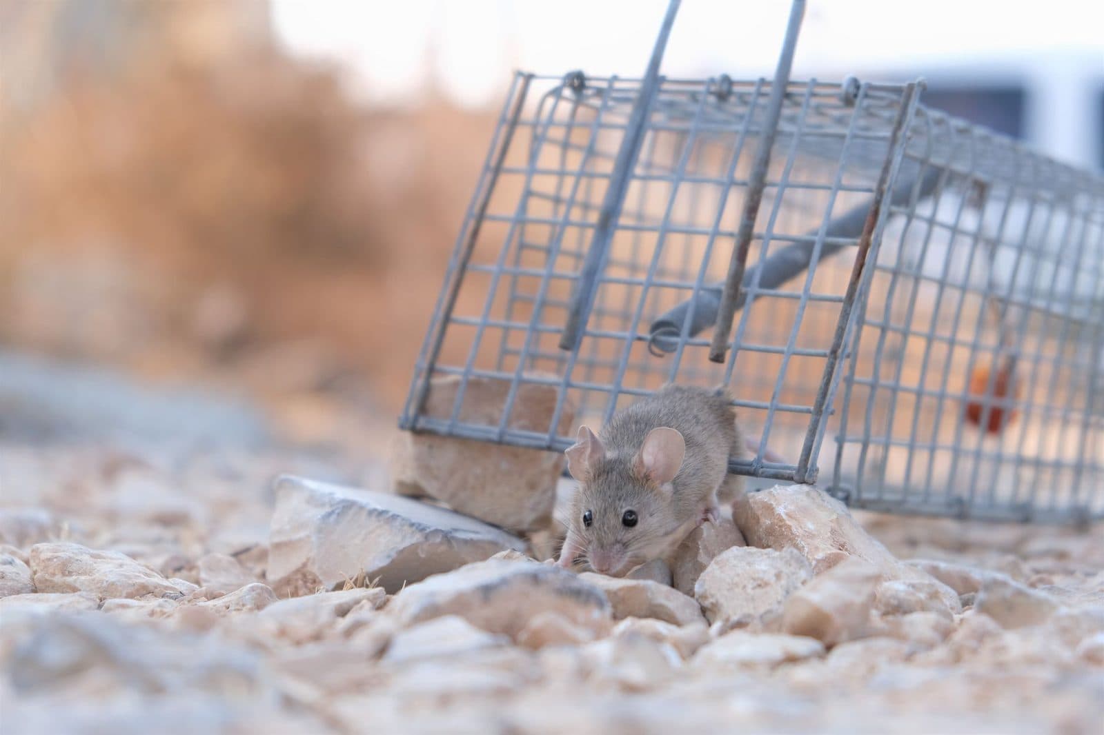 Une petite souris grise sur un sol caillouteux à côté d'un piège à rongeurs en métal.