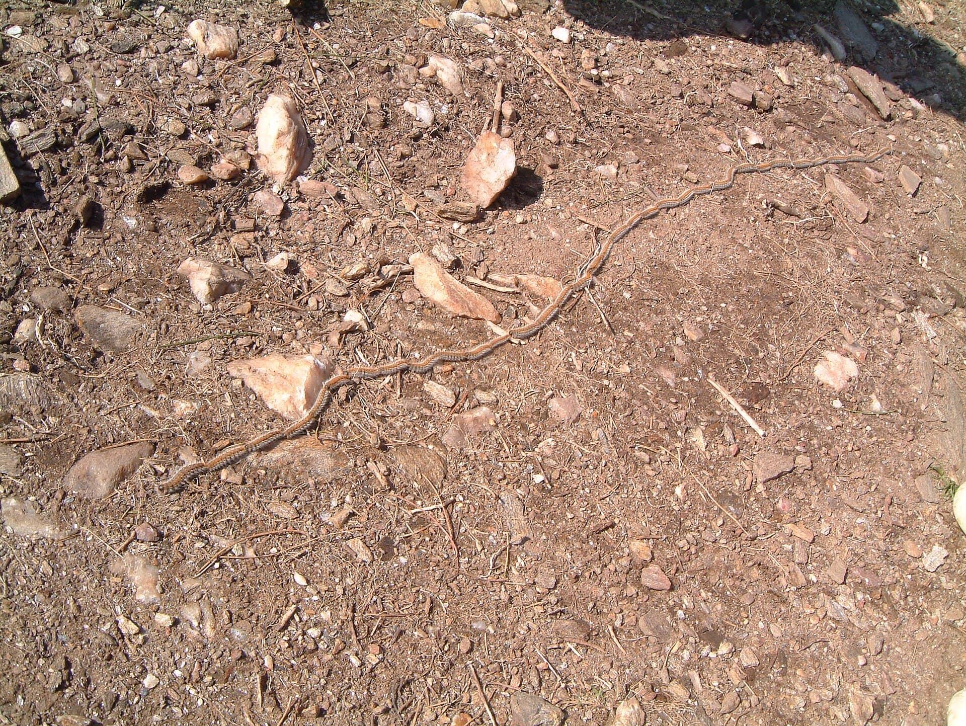 Line of pine processionary caterpillars moving in procession on the ground