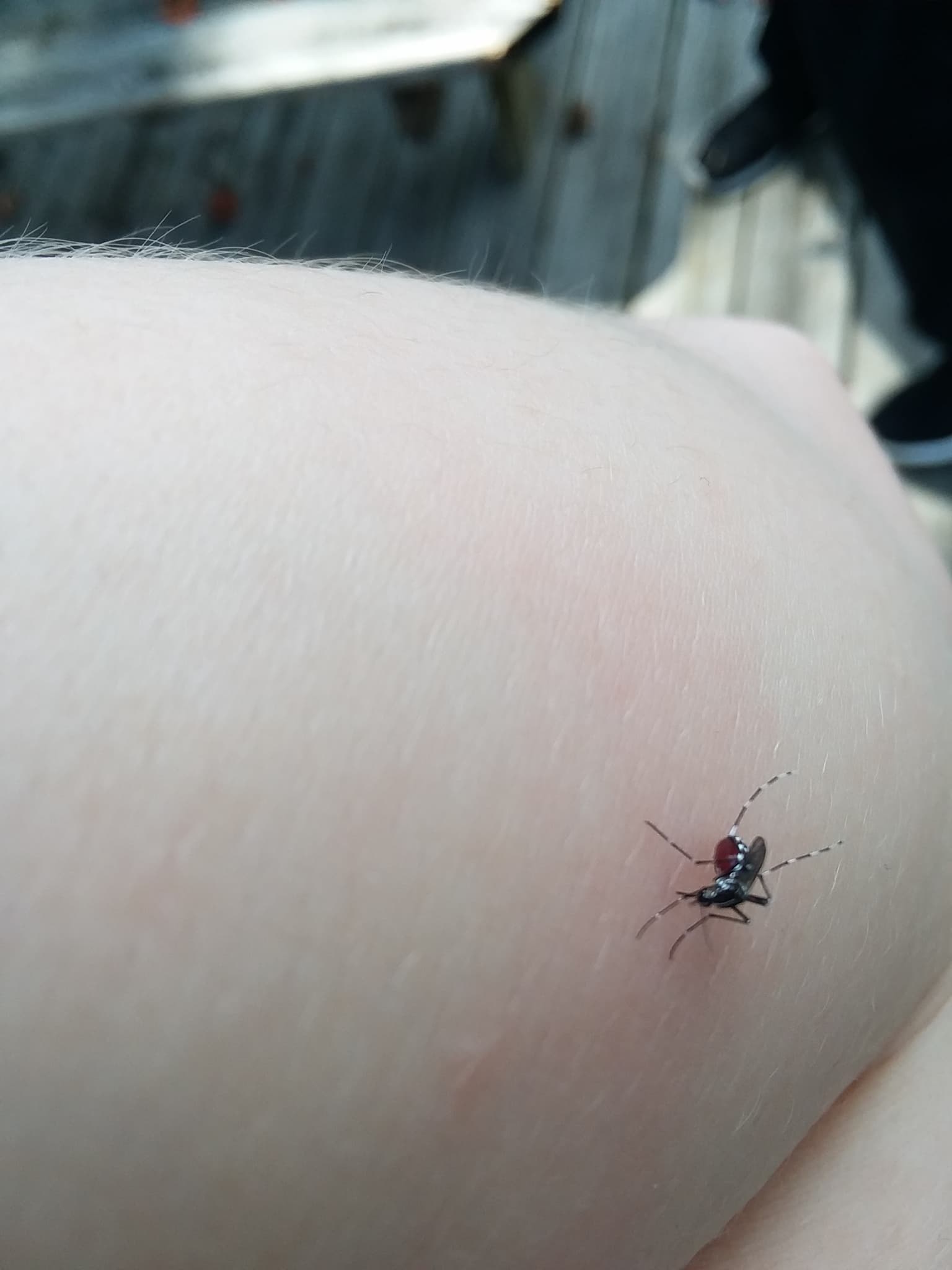Tigermücke (Aedes albopictus) beim Stechen einer menschlichen Haut