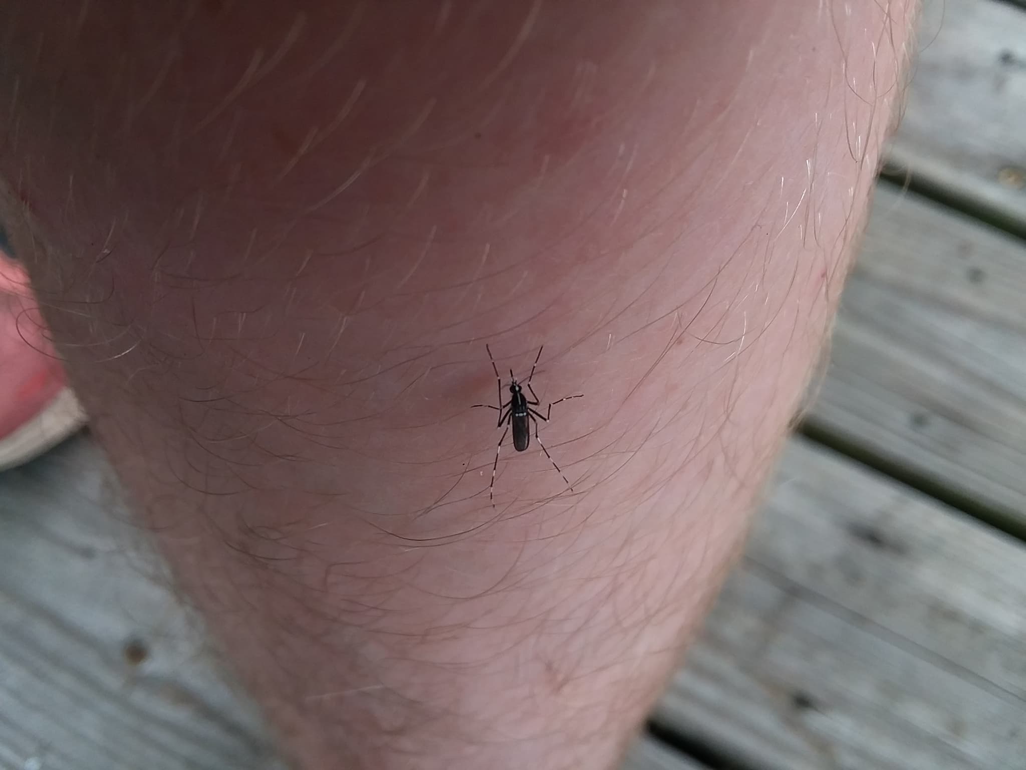 Makroaufnahme einer ausgewachsenen Tigermücke Aedes albopictus mit der charakteristischen weißen Rückenlinie und schwarz-weiß geringelten Beinen auf einer dunklen Oberfläche