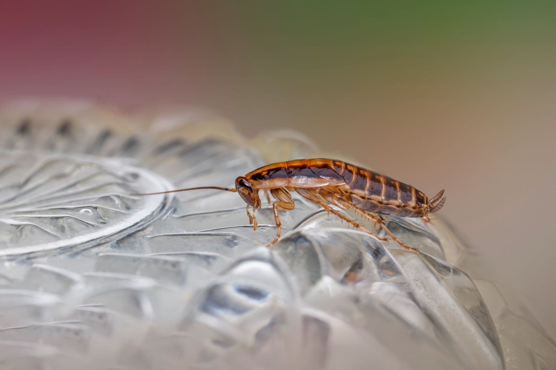 Primo piano di uno scarafaggio marrone che cammina su una superficie in plastica trasparente strutturata.