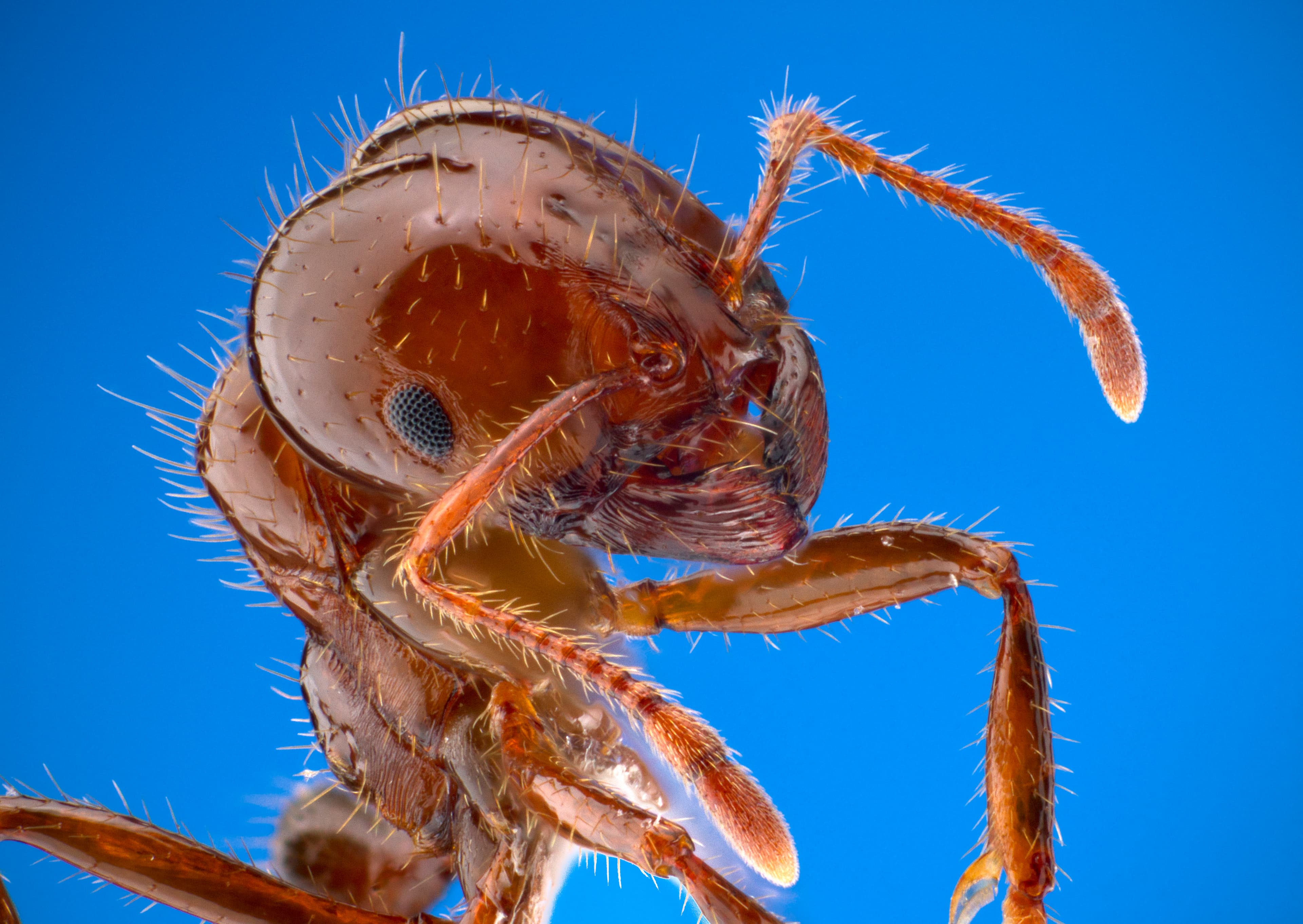 Close-up of a brown-orange fire ant, similar to the invasive electric ant
