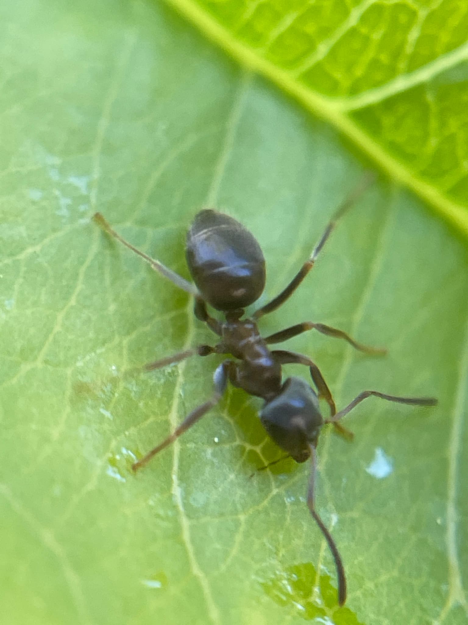 Macro close-up of a black garden ant (Lasius niger) on a green leaf, with a clearly outlined silhouette
