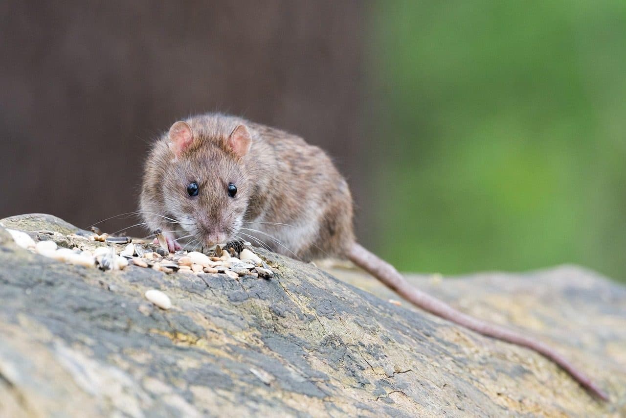 Rat brun mangeant des graines sur une pierre, longue queue visible, fond végétal flou
