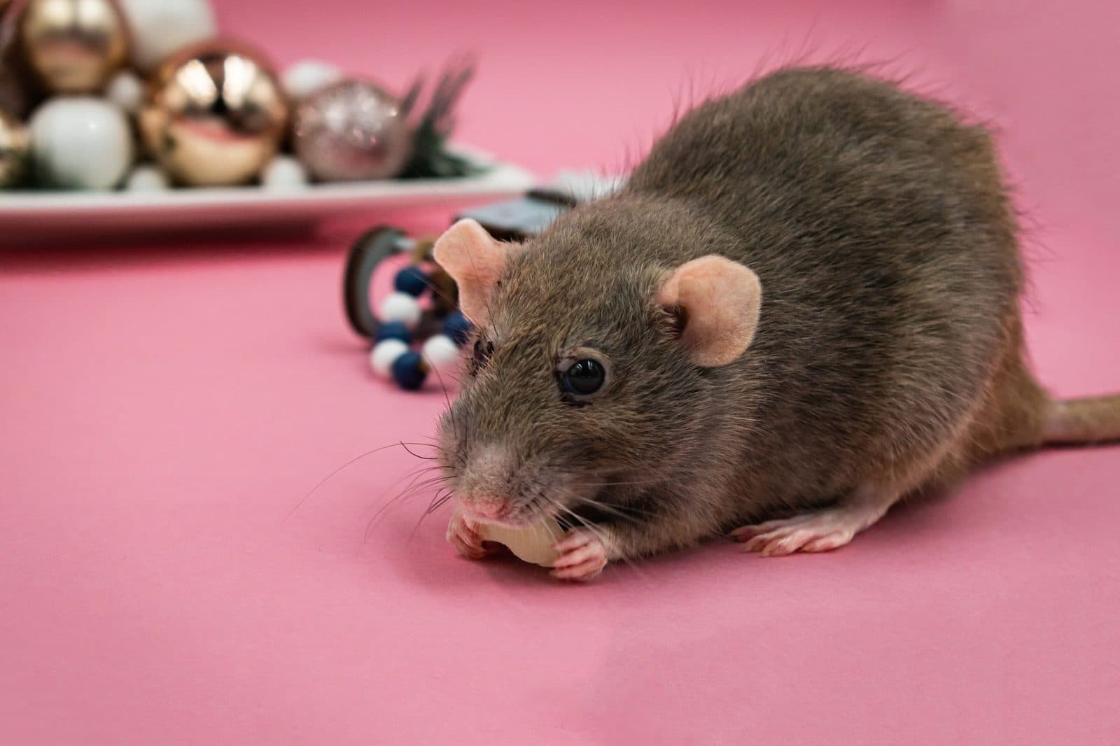 Rat gris grignotant un aliment sur un fond rose, près de boules décoratives