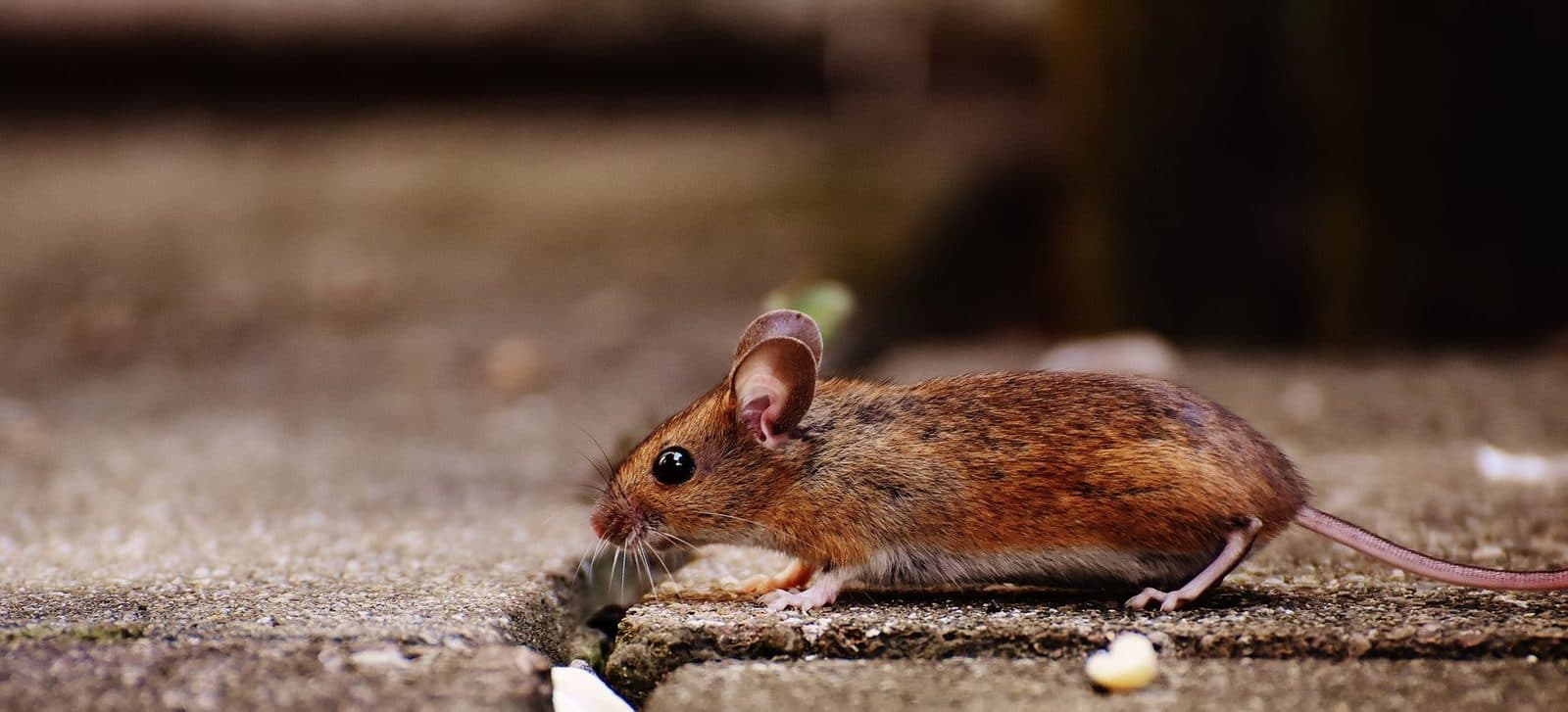 Petite souris brune sur une dalle en béton fissurée, près d'un mur, en extérieur