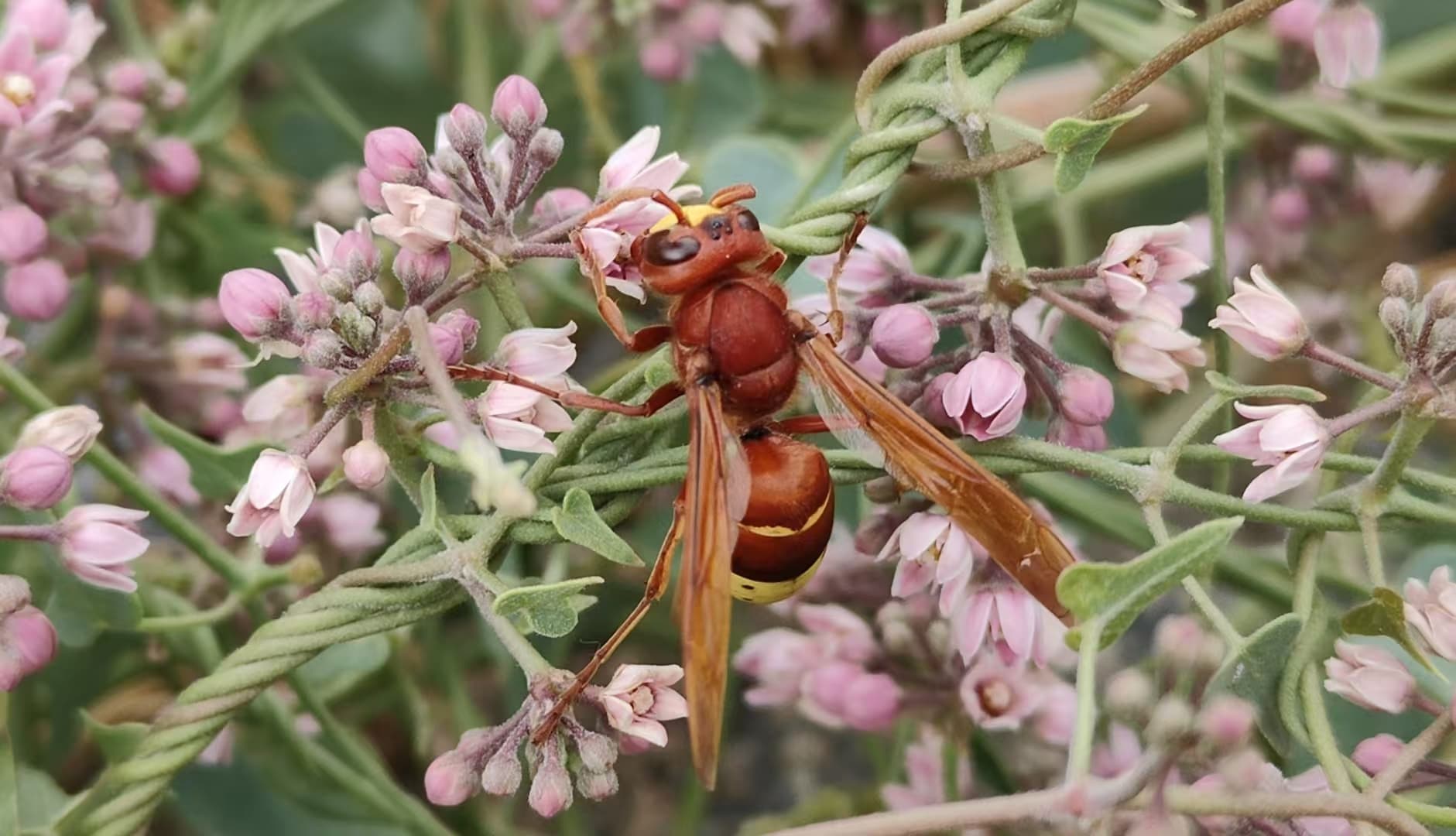 Oriental hornet (Vespa orientalis) with reddish-brown abdomen, perched on pink flowers