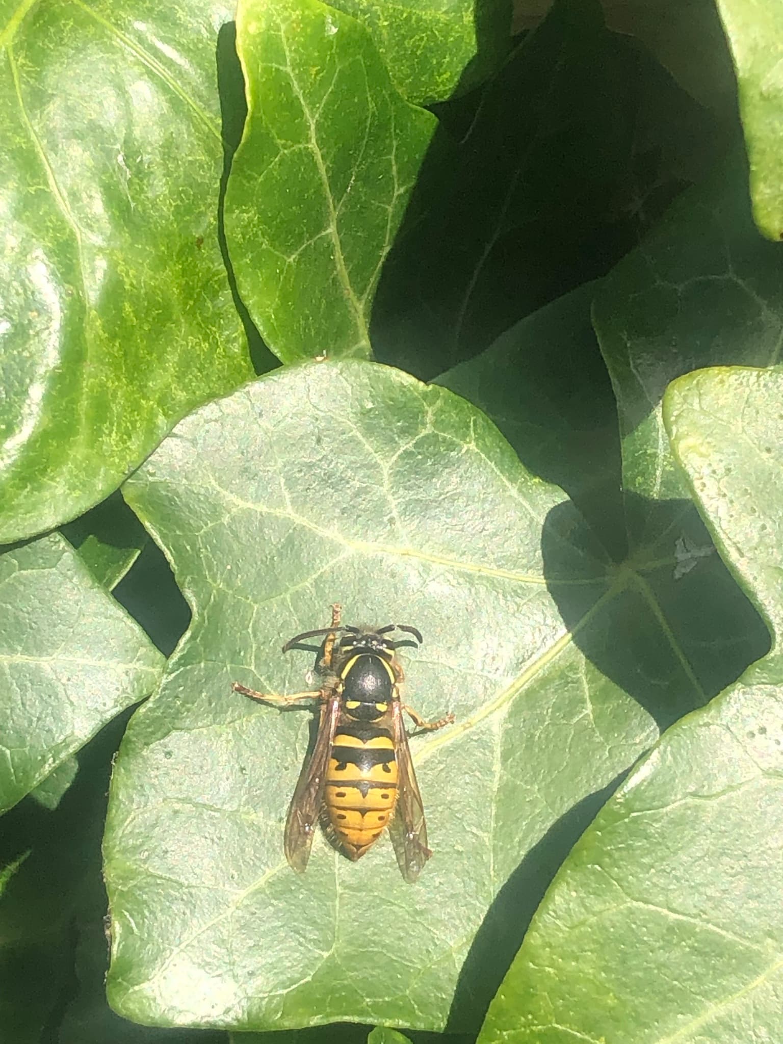 Nido di vespe grigio sotto la gronda di una casa