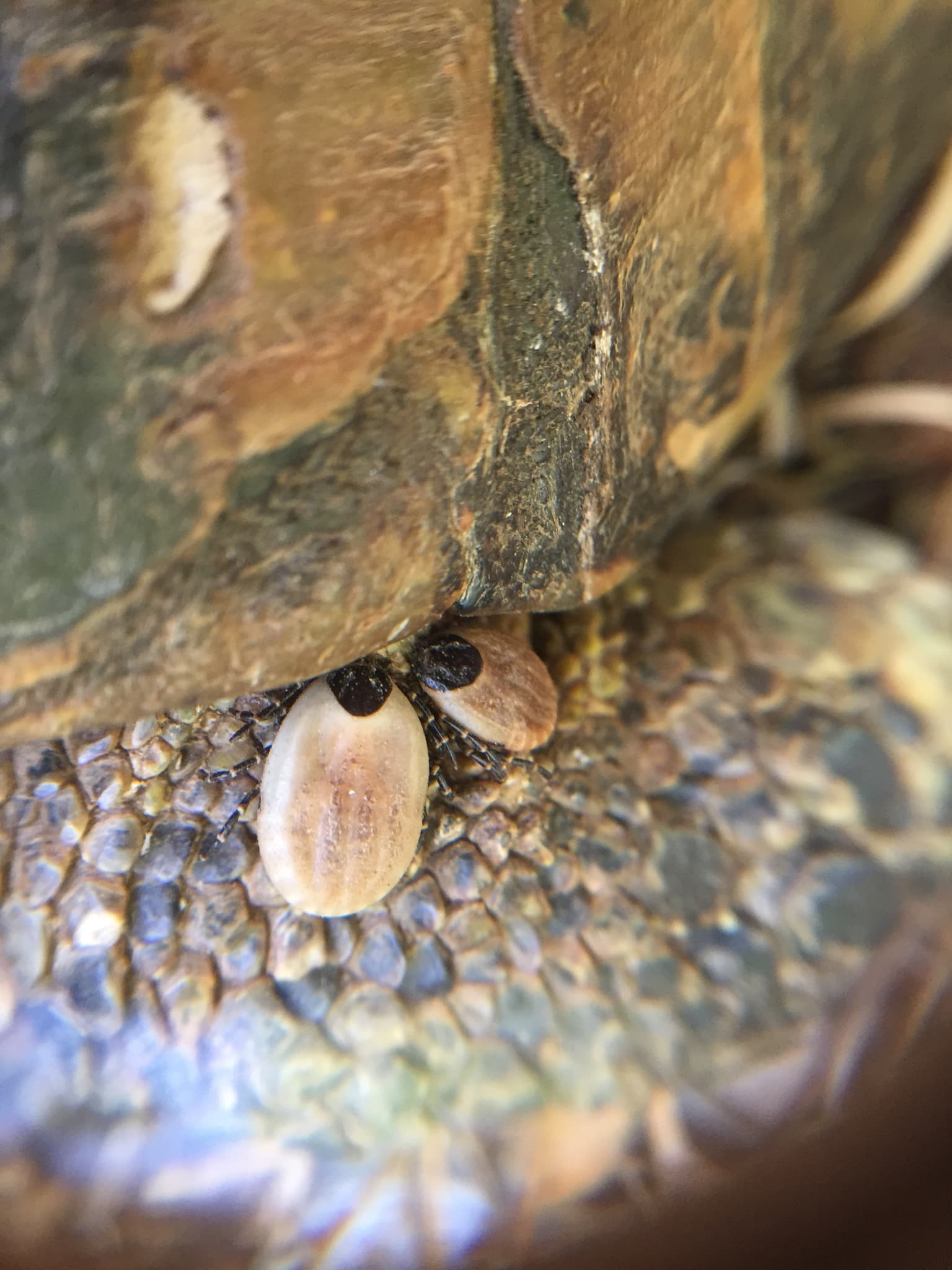 Adult Hyalomma marginatum tick seen from above, dark brown body and characteristic banded pale and dark legs