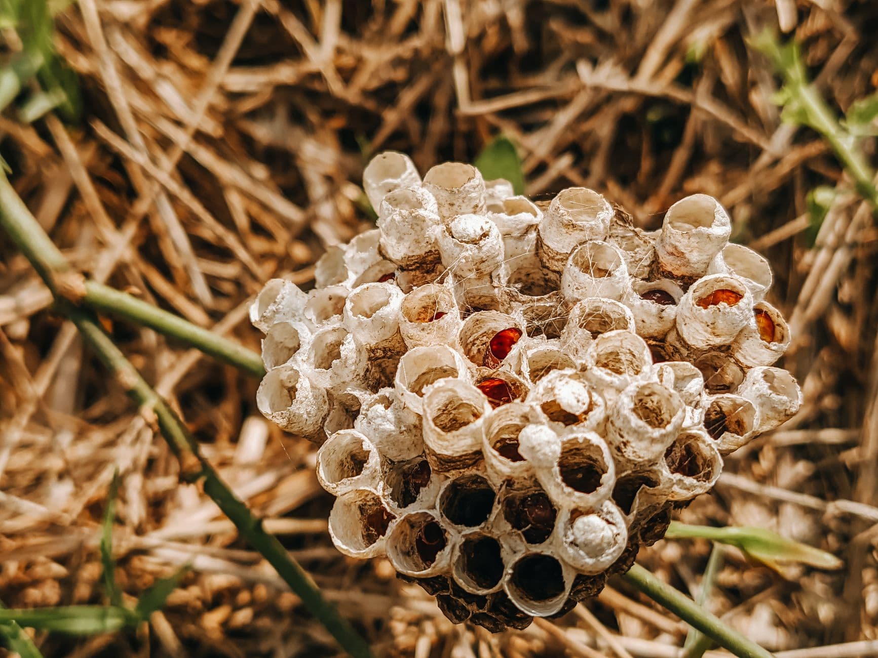 Nahaufnahme eines verlassenen Wespen- oder Hornissennests mit beigen Waben auf trockenem, grasbewachsenem Boden.