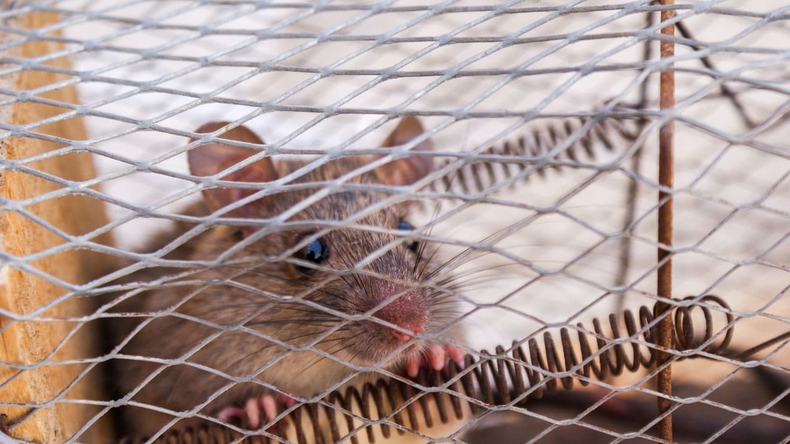 Un rat brun enfermé dans un piège en grillage métallique avec des ressorts.
