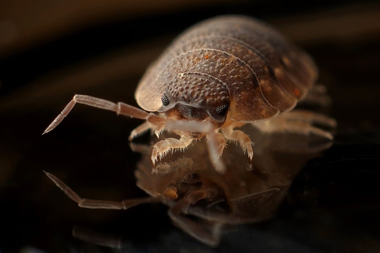 Gros plan macro d'une punaise de lit brune sur une surface sombre et réfléchissante