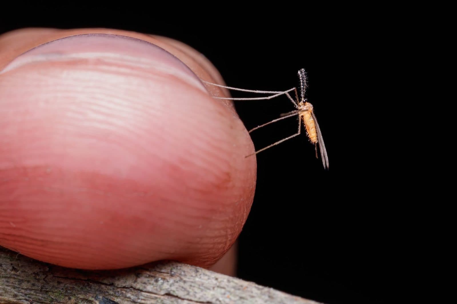 Nahaufnahme einer Mücke, die neben einem menschlichen Finger auf einem Zweig sitzt, vor schwarzem Hintergrund