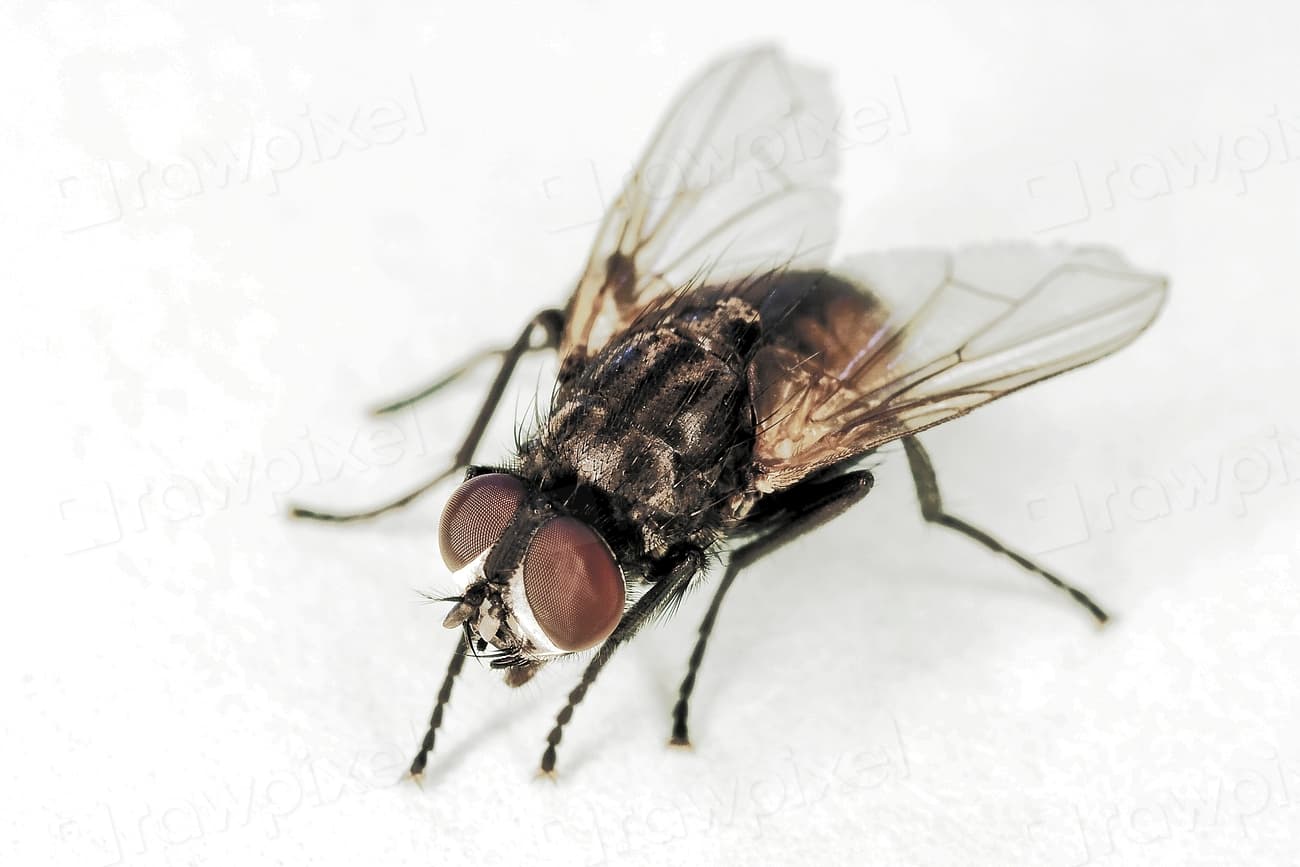 Macro close-up of an adult house fly (Musca domestica) seen from the front against a plain light background, with its large reddish compound eyes clearly visible