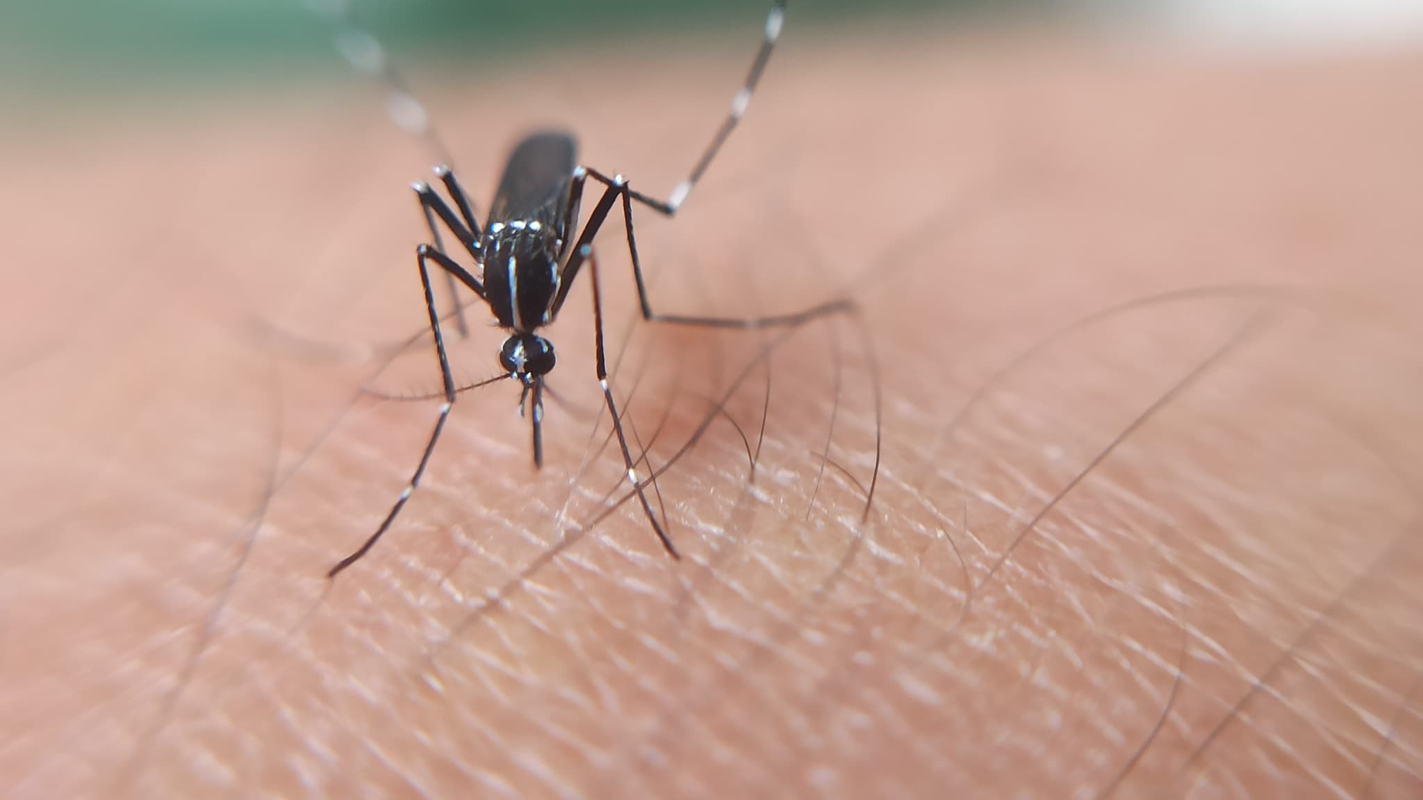 Tiger mosquito (Aedes albopictus) with black and white striped legs resting on human skin
