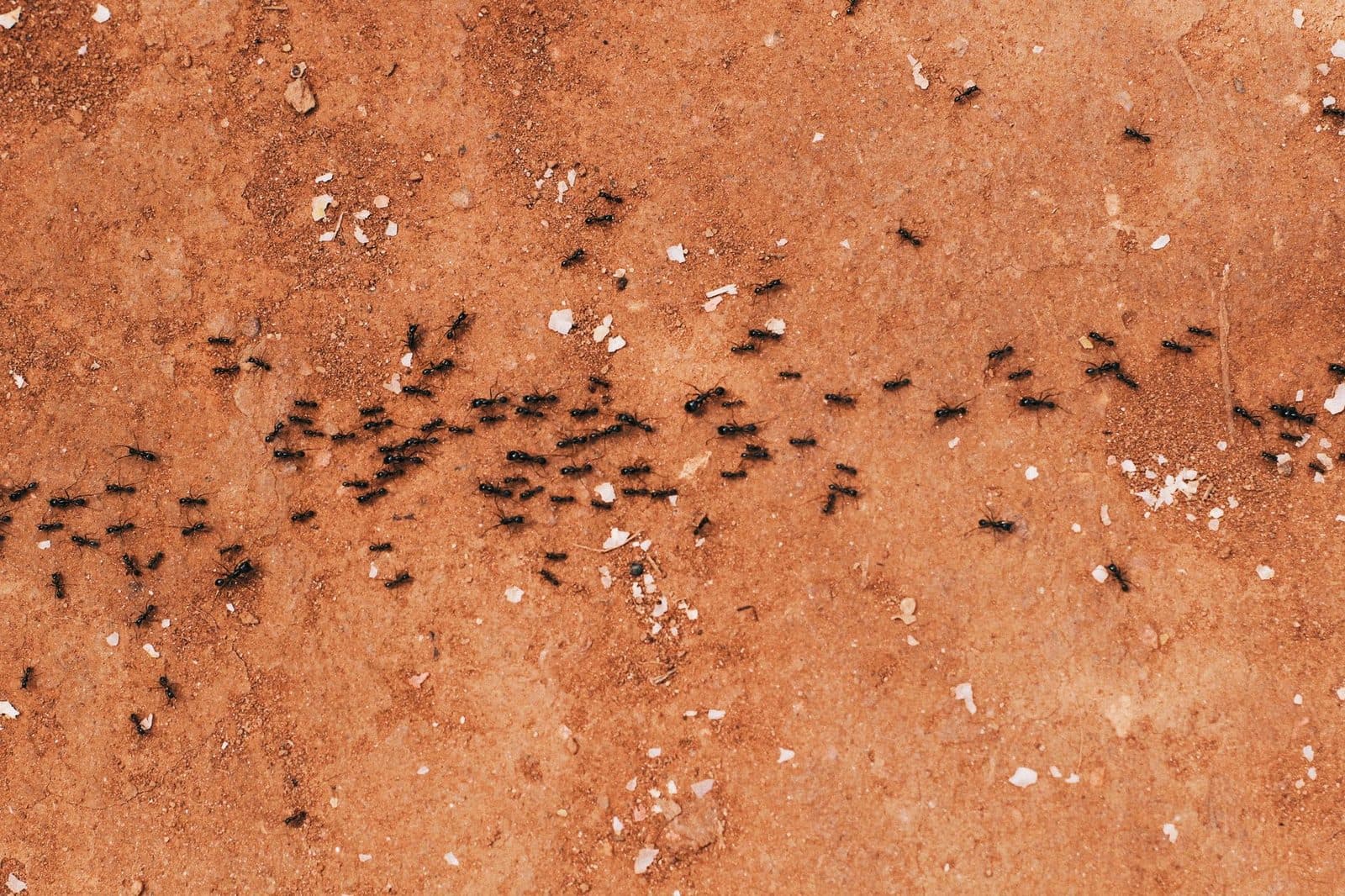 File de fourmis noires progressant sur un sol en terre ocre parsemé de débris blancs