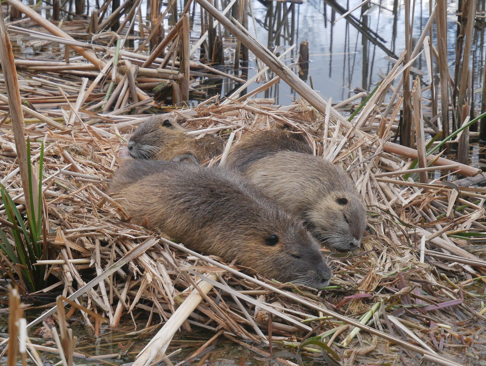 Nutria (Myocastor coypus) in Großaufnahme in der Vegetation