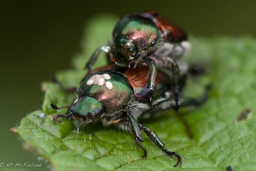 Primer plano de un escarabajo japonés adulto, cuerpo verde metálico y mechones de cerdas blancas en el abdomen