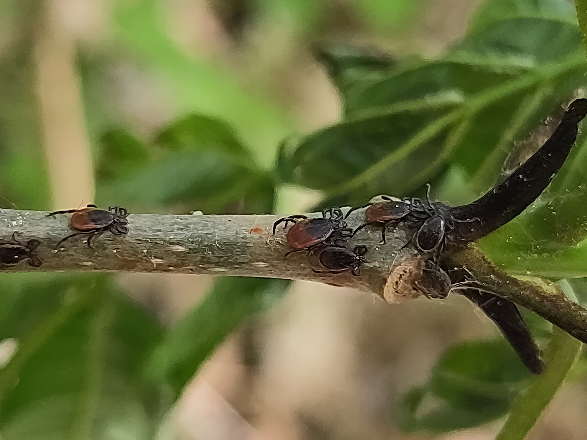 صورة مقرّبة لقرادة Ixodes ricinus بالغة منظر علوي، جسم بني داكن وأرجل فاتحة