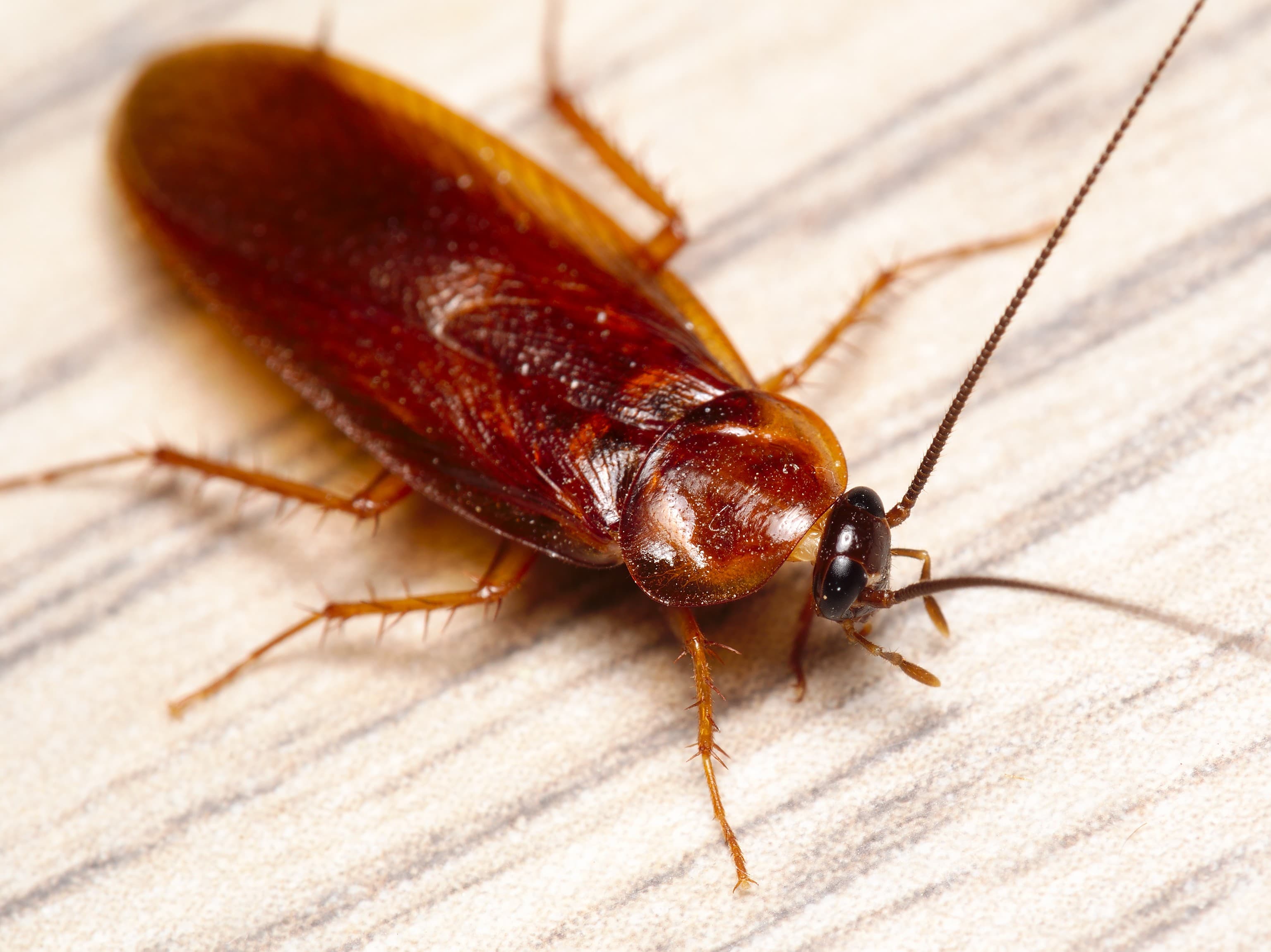 Cucaracha sobre la encimera de una cocina