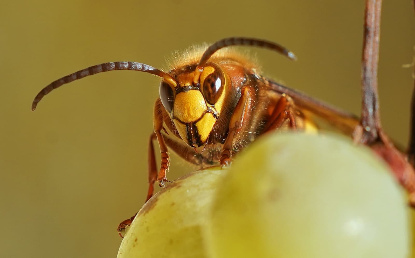 Gros plan sur un frelon posé sur un fruit dans un jardin