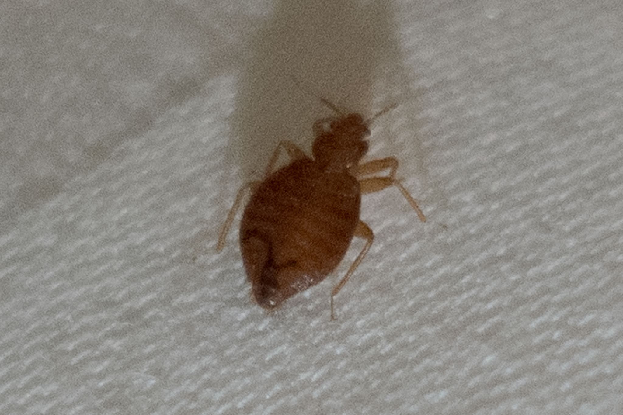 Punaise de lit adulte brun-roux marchant sur un tissu blanc de matelas