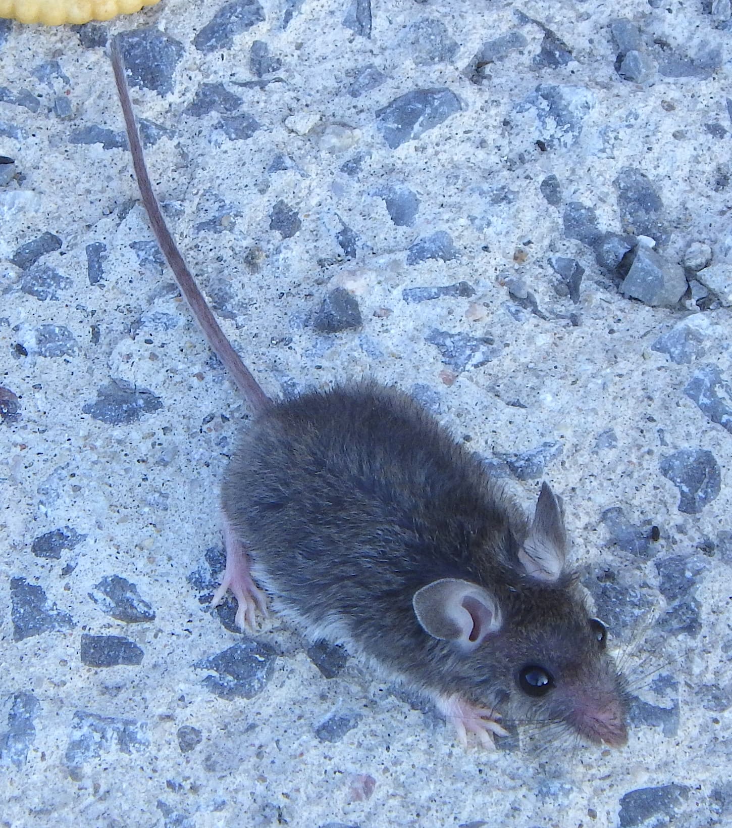 Graue Maus entlang einer Sockelleiste in einem Gebäudeflur
