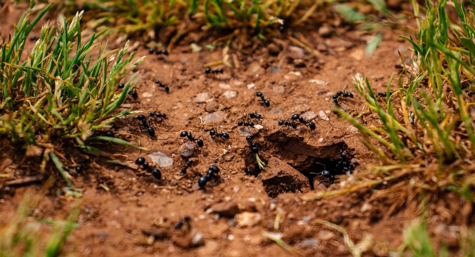 Colonie de fourmis noires circulant autour de l'entrée d'une fourmilière dans la terre, entre des touffes d'herbe