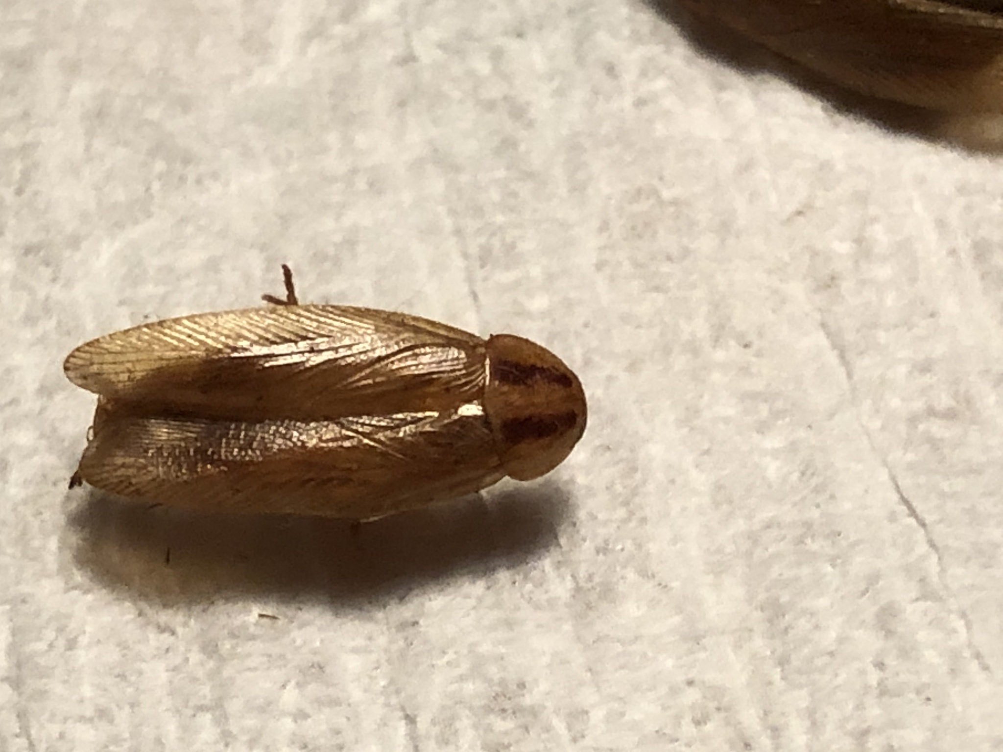 Macro d'une Blattella germanica adulte montrant les deux bandes sombres caractéristiques sur le pronotum
