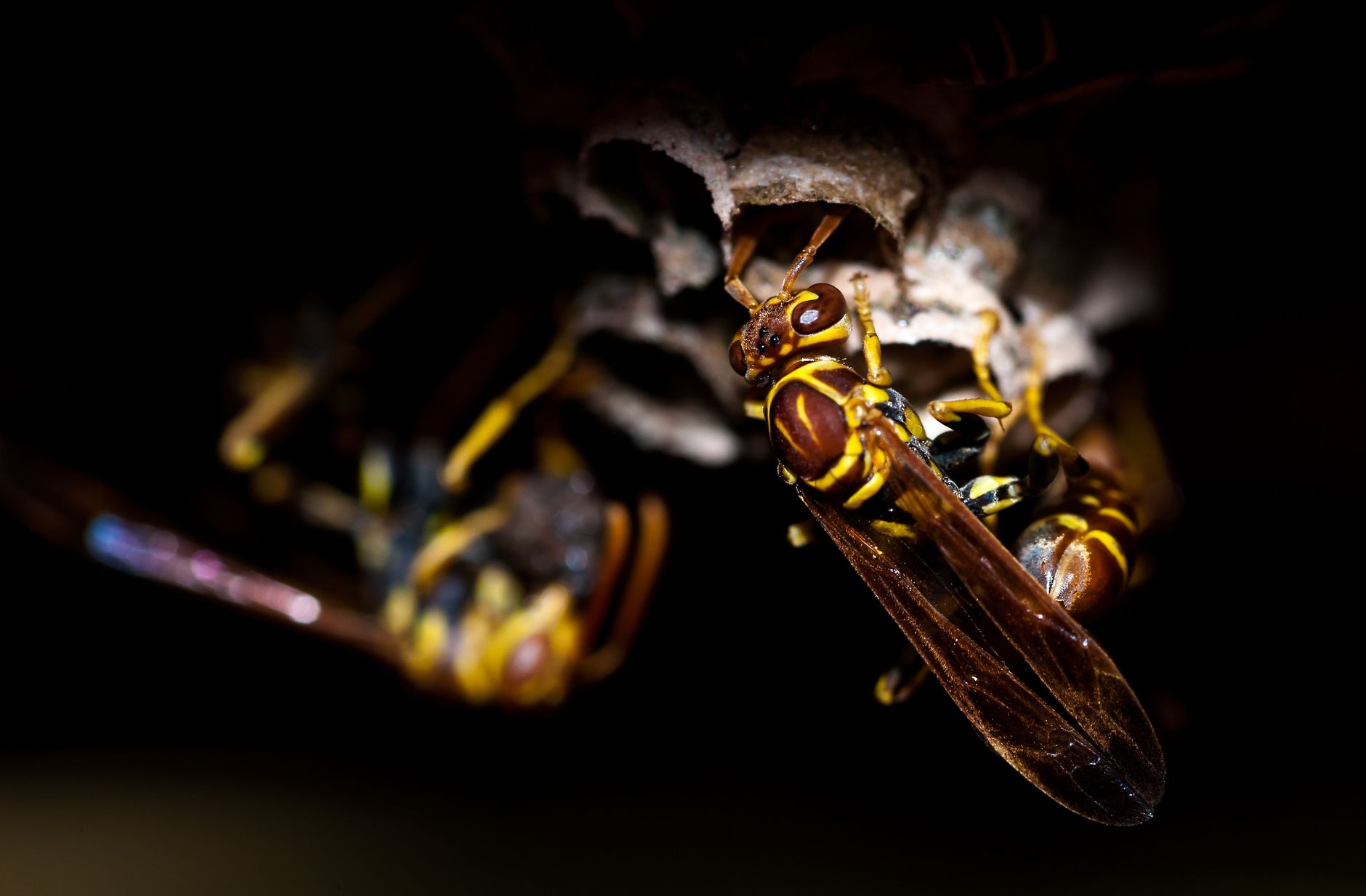 Detail eines Insekts