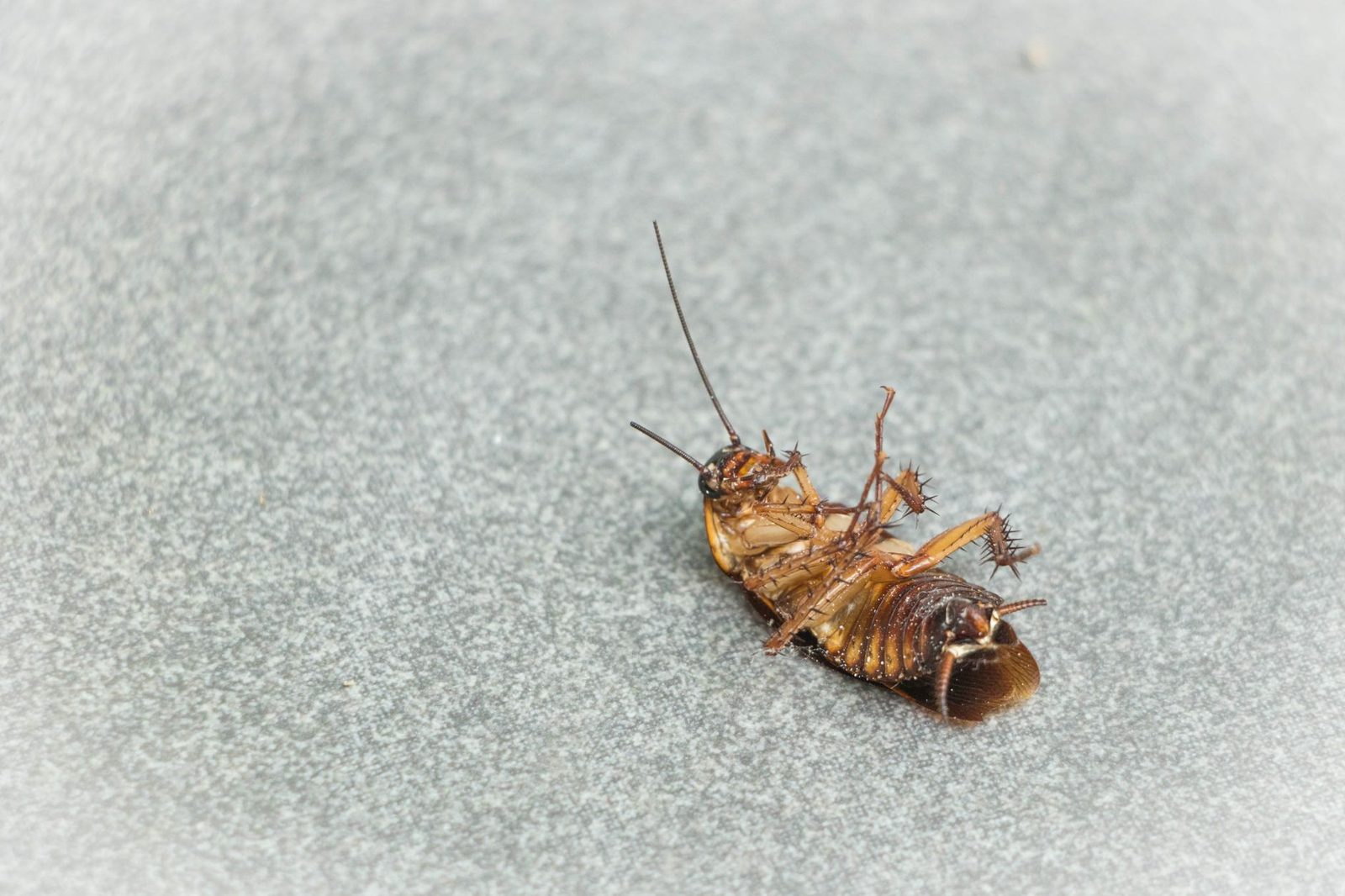 Cucaracha marrón muerta boca arriba, con las patas hacia arriba, sobre un suelo gris claro