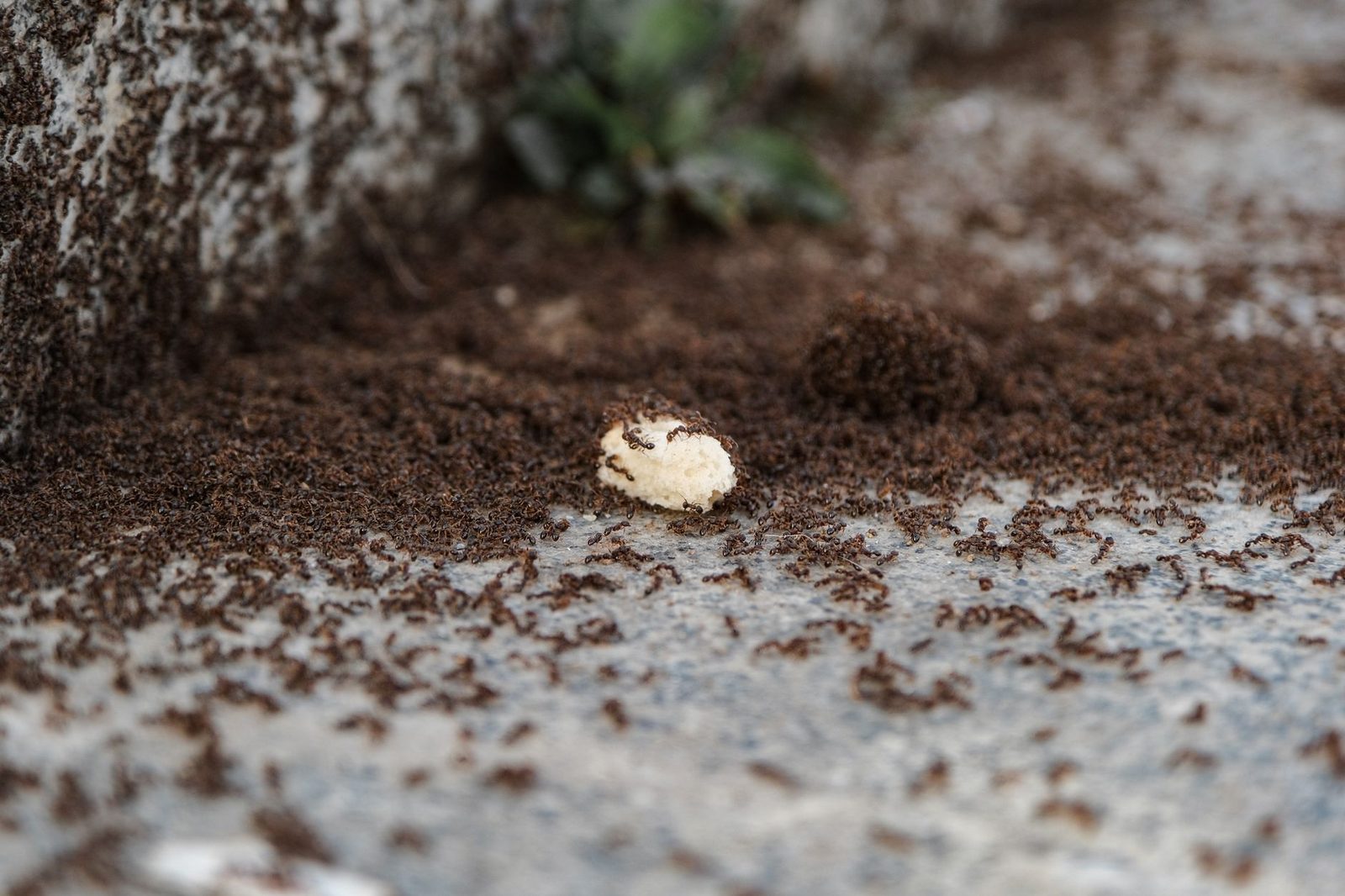 Colonia de hormigas negras agrupada sobre una losa de piedra alrededor de una miga de comida