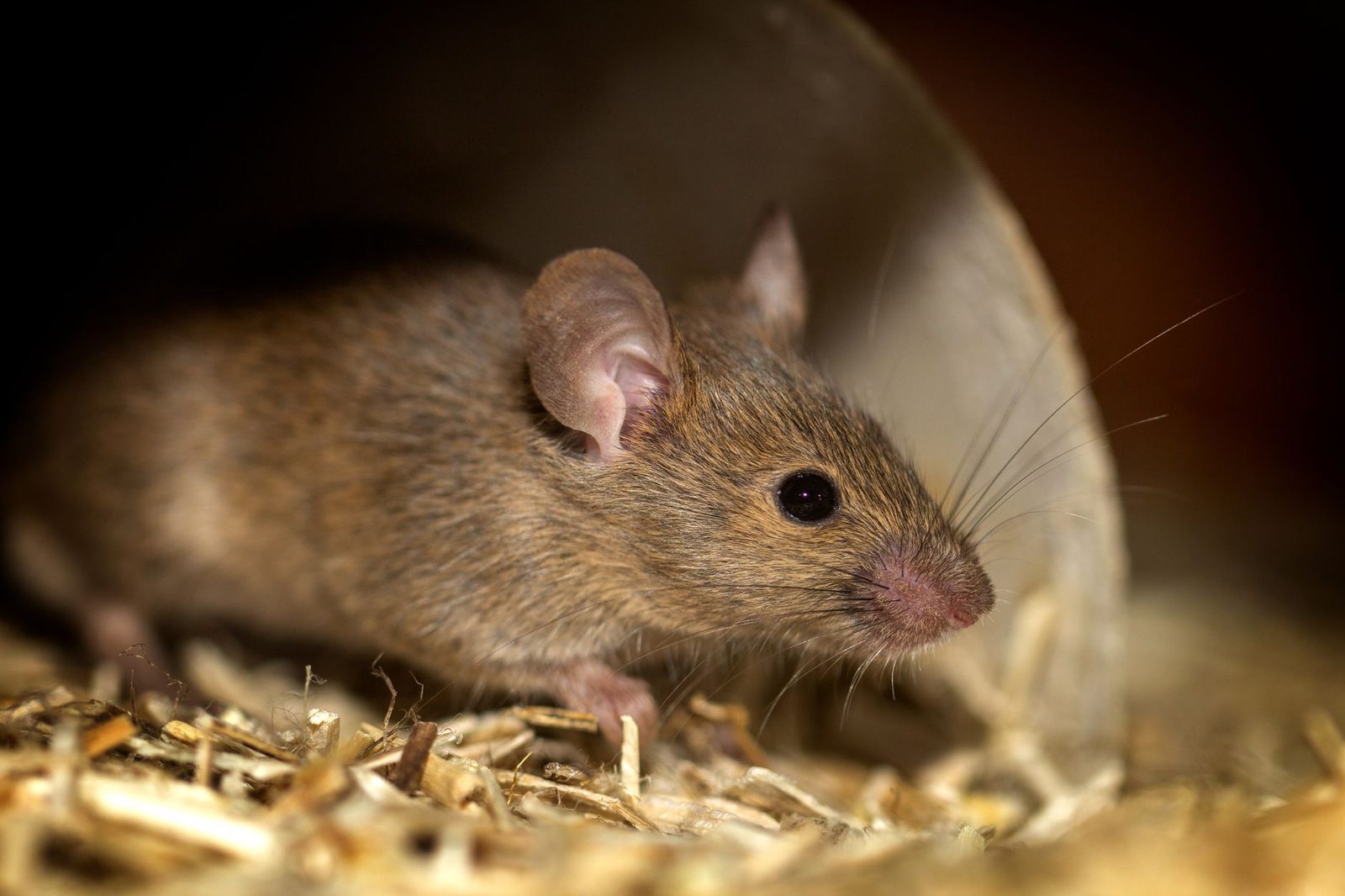 Grijze muis in close-up op stro, naast een licht voorwerp, in het halfduister