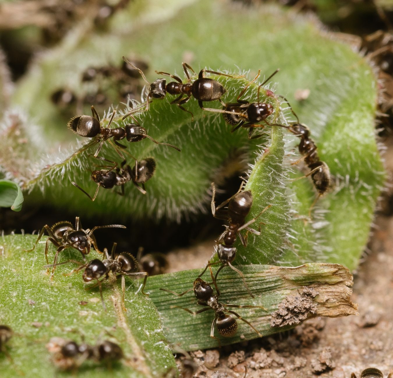Kolonie zwarte mieren in een rij op donzige groene bladeren, macro-close-up