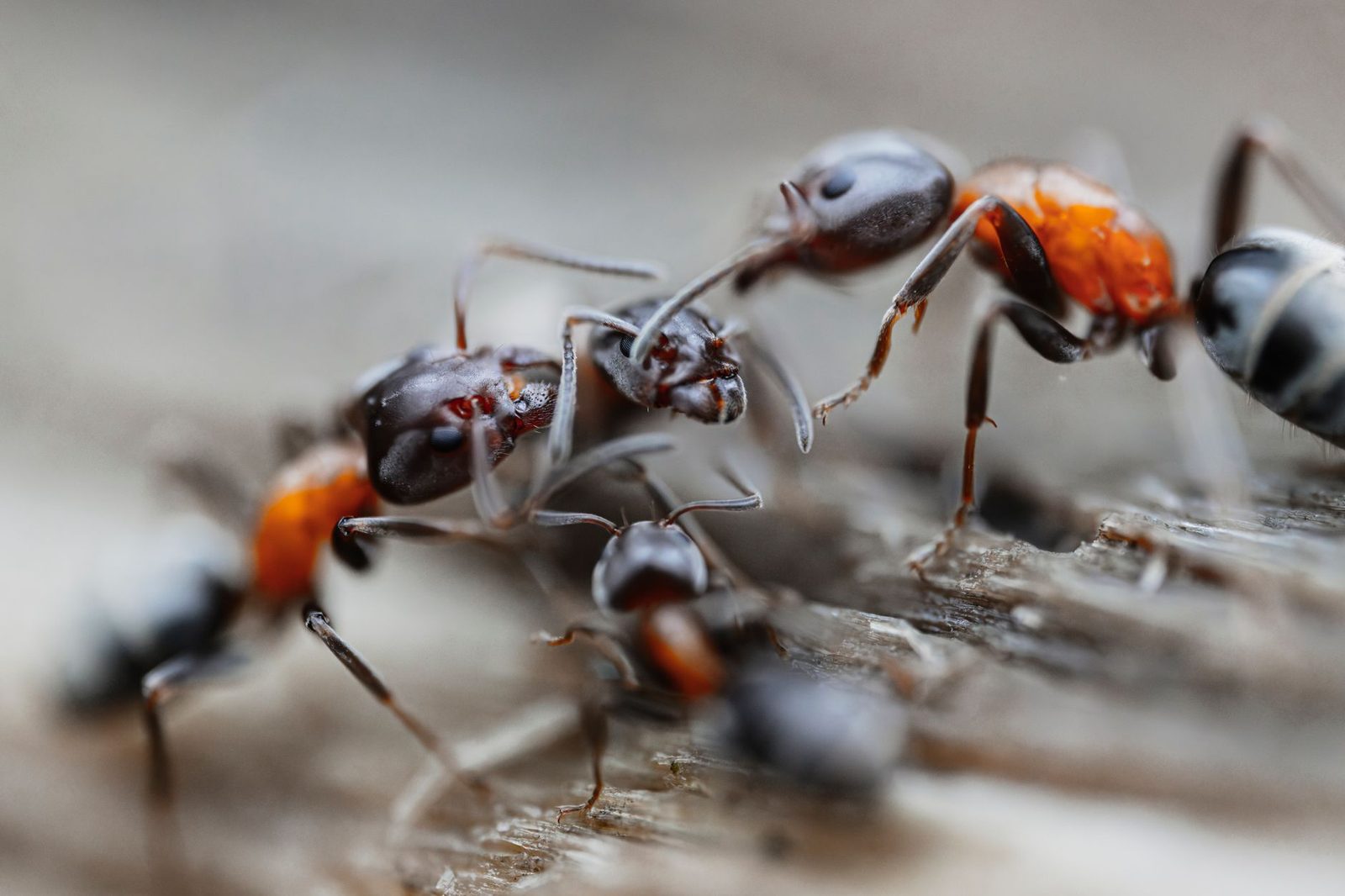Makro-Nahaufnahme mehrerer schwarzer und rötlicher Ameisen, die sich auf einer Holzoberfläche bewegen