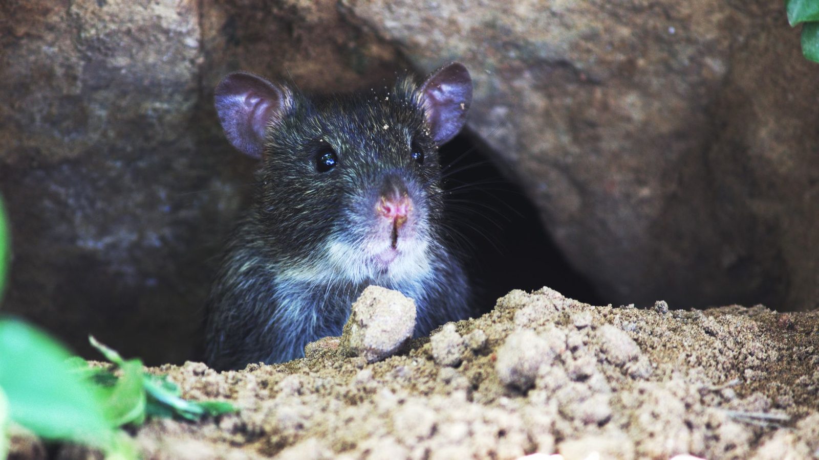 Braune Ratte, die den Kopf aus einem in die Erde zwischen Steinen gegrabenen Bau streckt