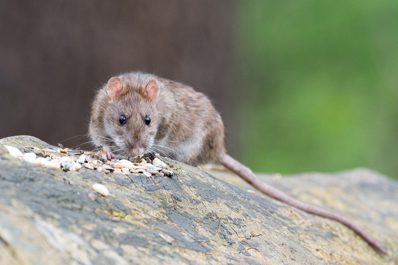 Rat brun mangeant des graines sur une pierre, longue queue visible, fond végétal flou