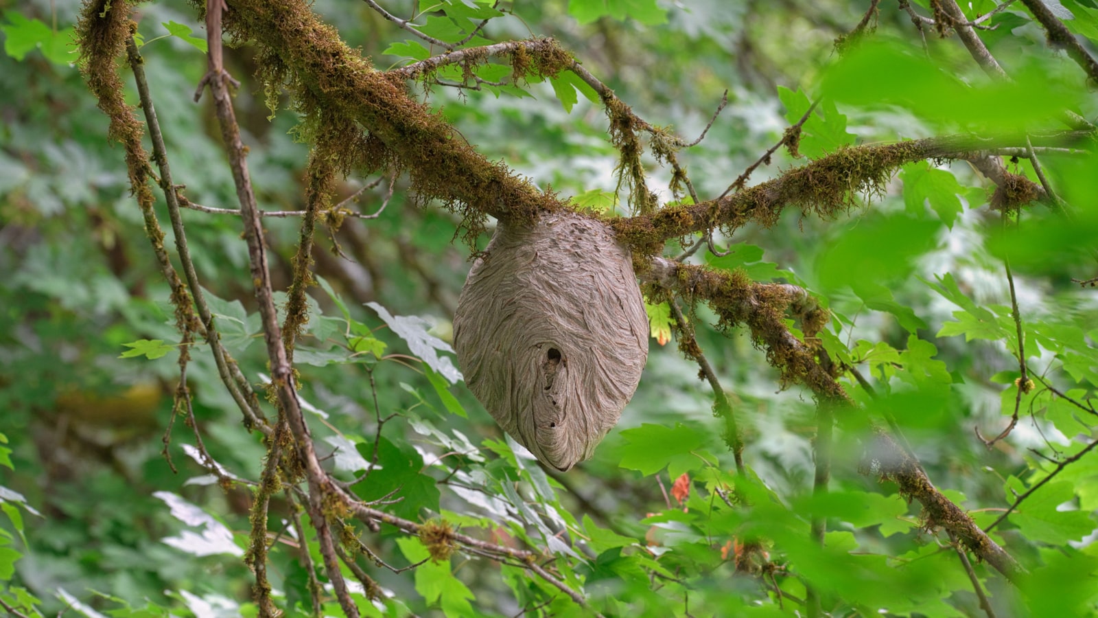 Nid de frelon en papier accroché à une branche d'arbre