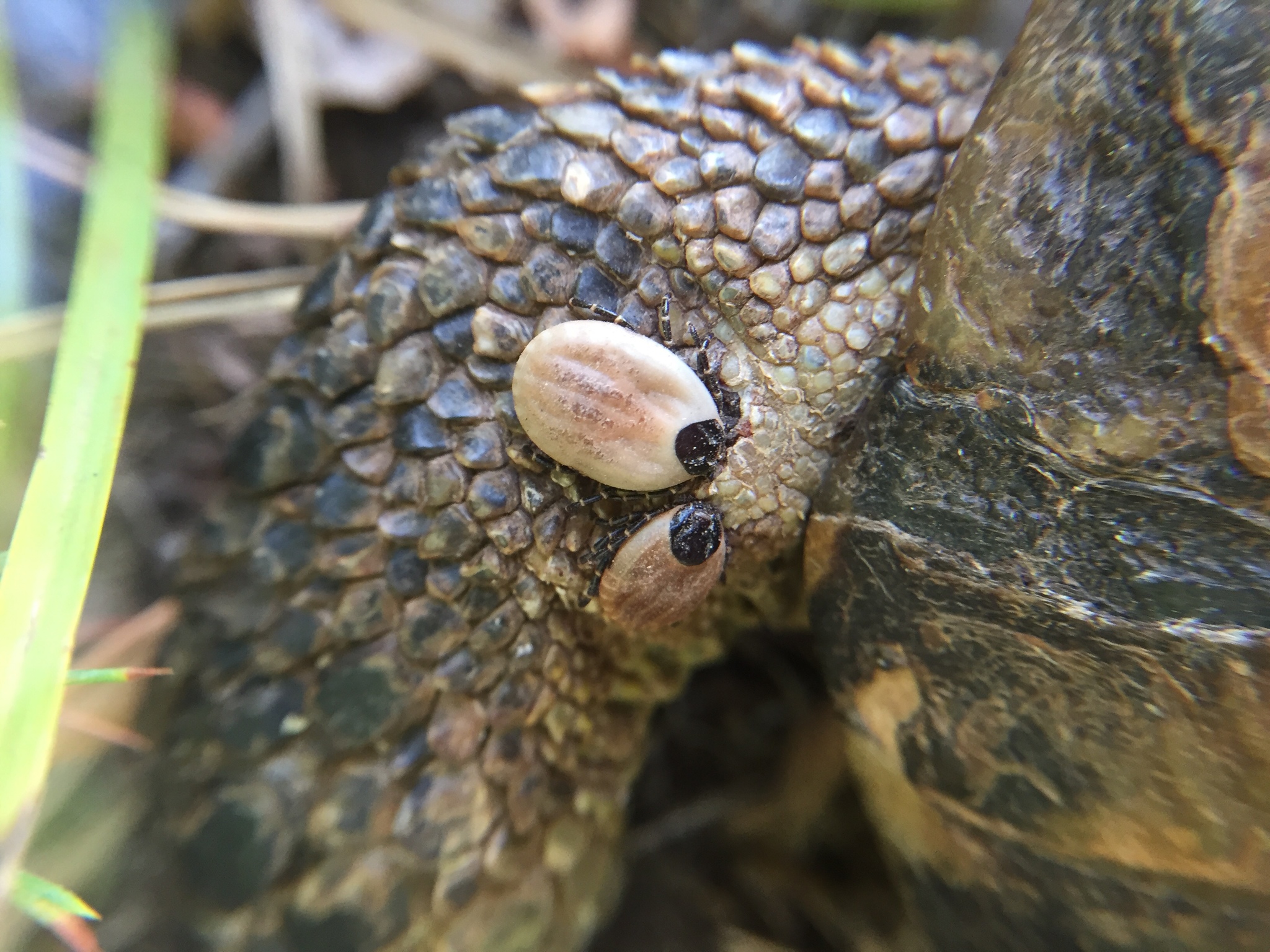Garrapata Hyalomma marginatum de perfil sobre un sustrato claro, mostrando un tamaño claramente mayor que la garrapata común y las patas rayadas