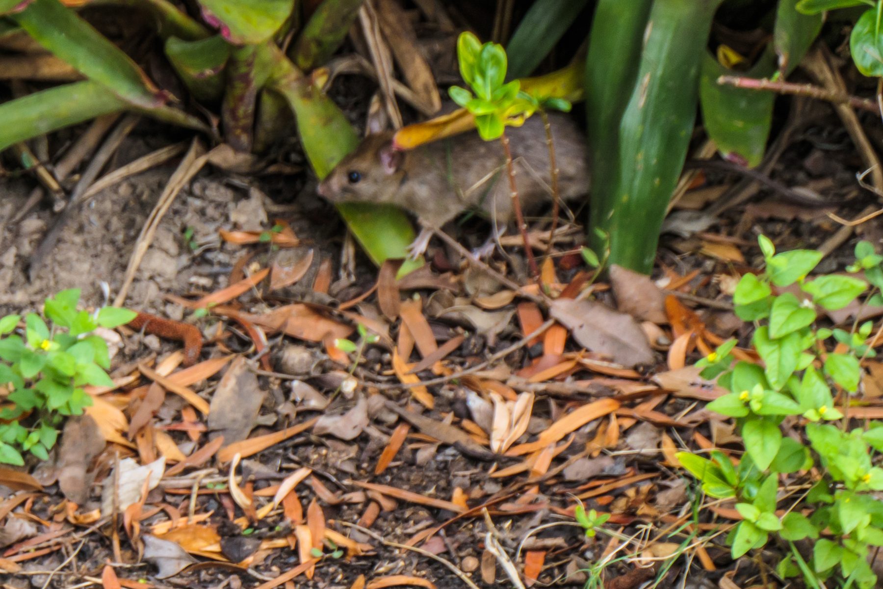 Rat brun se déplaçant au ras du sol dans la litière de feuilles d'un massif de jardin