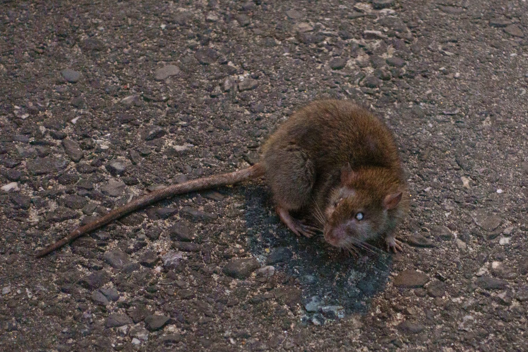 Surmulot (Rattus norvegicus) au pelage brun, la queue étendue, sur un sol de bitume humide