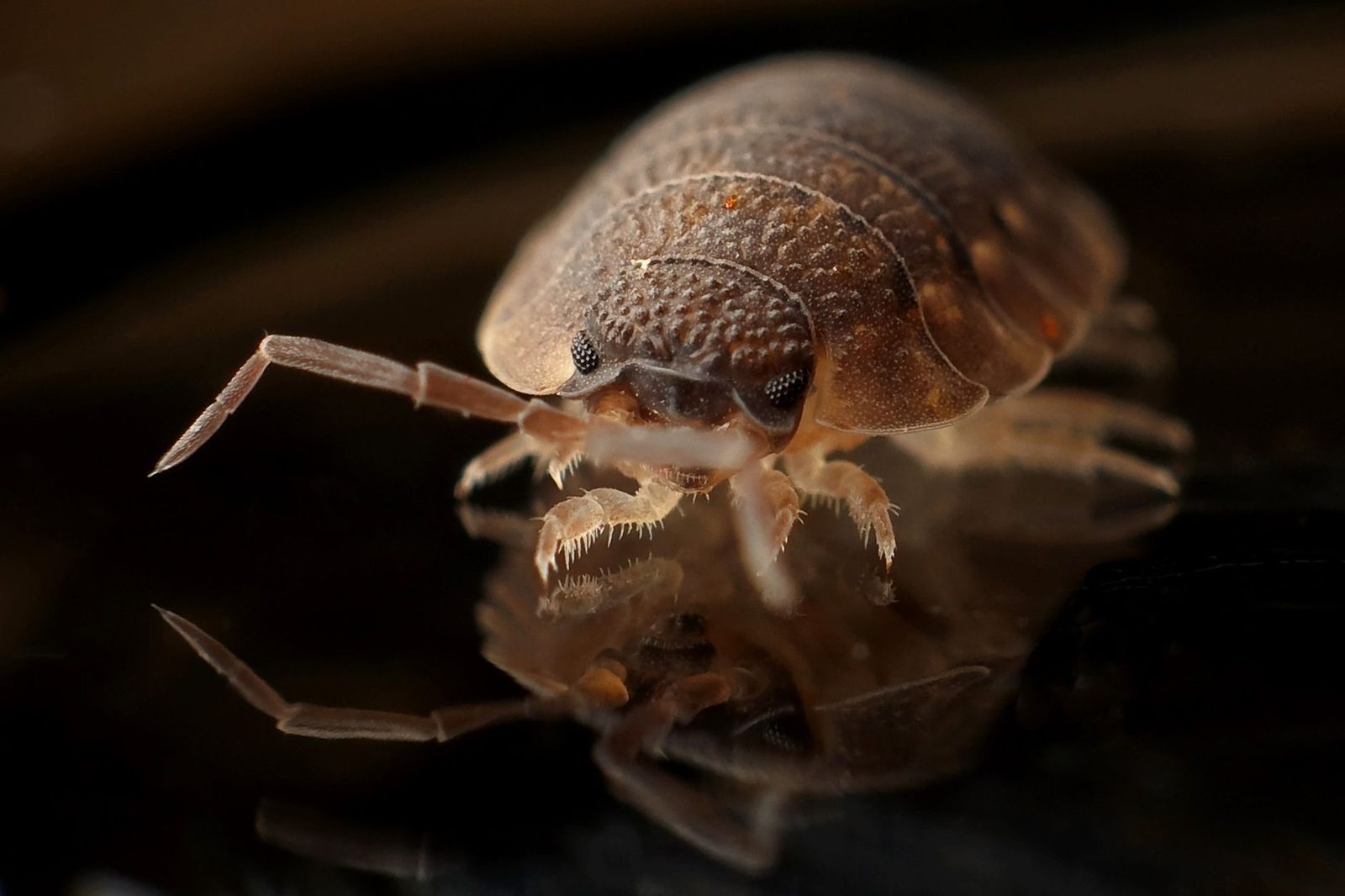 Gros plan macro d'une punaise de lit brune sur une surface sombre et réfléchissante