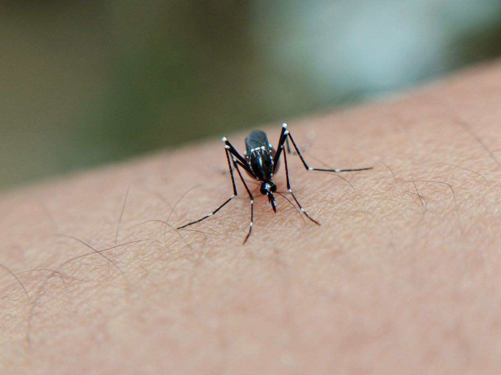 Tiger mosquito with black-and-white striped legs resting on the skin of a forearm