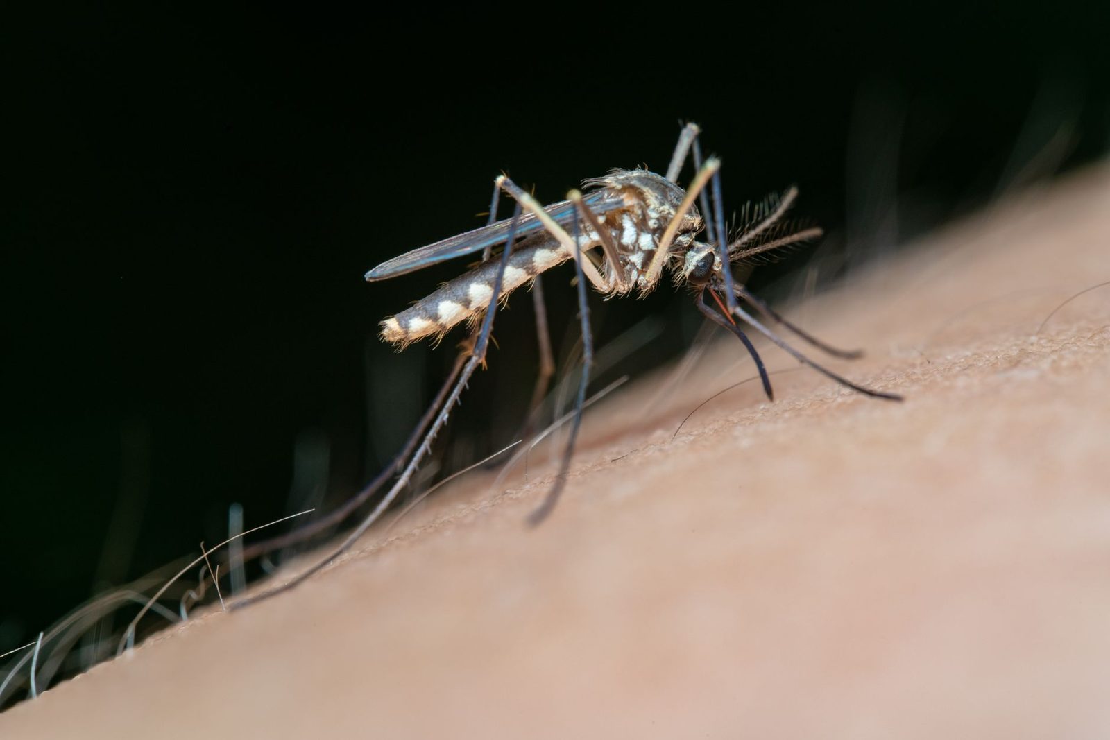 Close-up of a tiger mosquito resting on human skin, against a dark background
