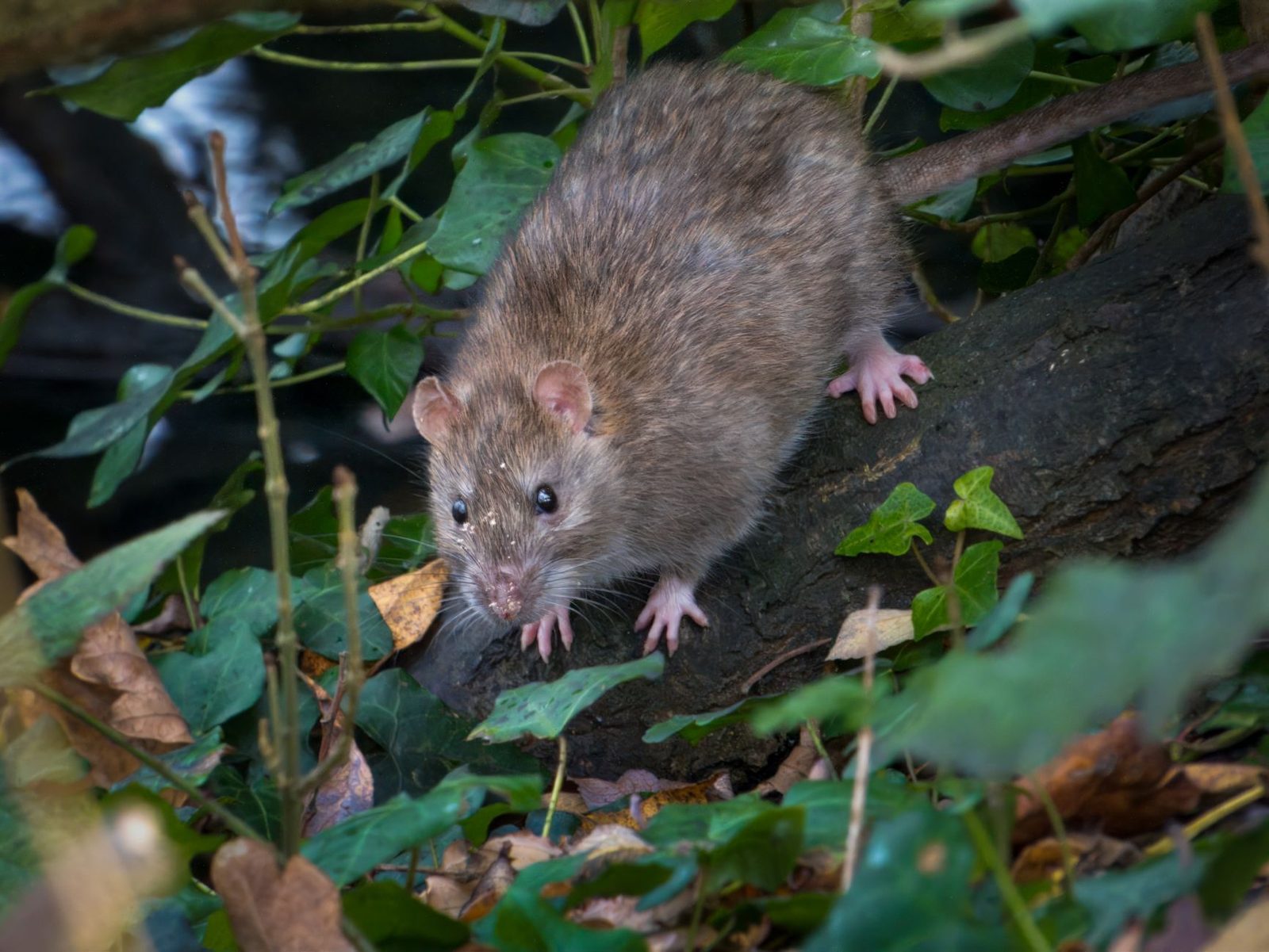 Ratto bruno che si arrampica su un tronco caduto tra foglie di edera e foglie secche