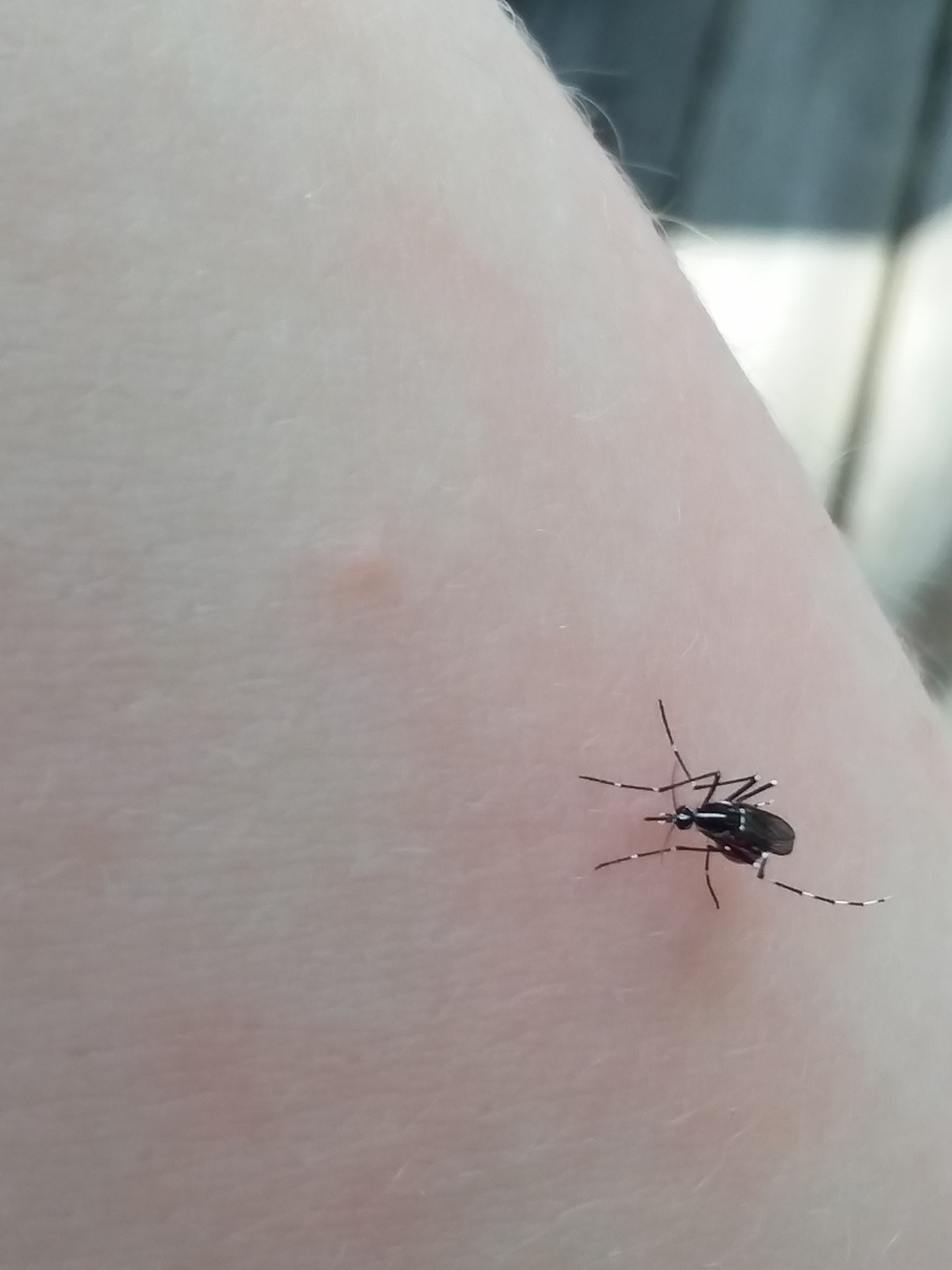 Samica komara tygrysiego pobierająca krew z ludzkiego przedramienia, ilustrująca dzienne ukłucie przenoszące dengę, chikungunya i wirus Zika