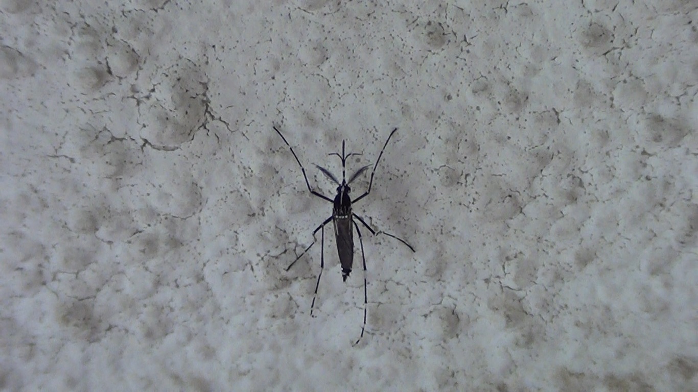 Moustique tigre aux rayures noires et blanches sur la peau
