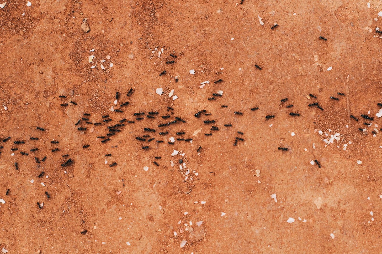 File de fourmis noires progressant sur un sol en terre ocre parsemé de débris blancs