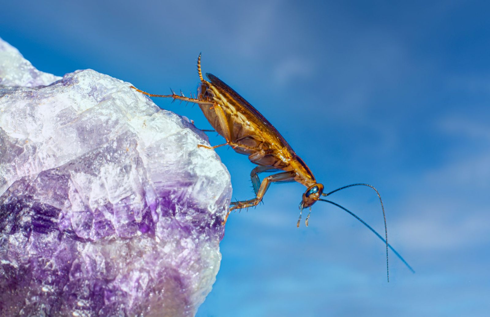 Nahaufnahme einer braunen Kakerlake auf einem violetten Stein vor blauem Himmel